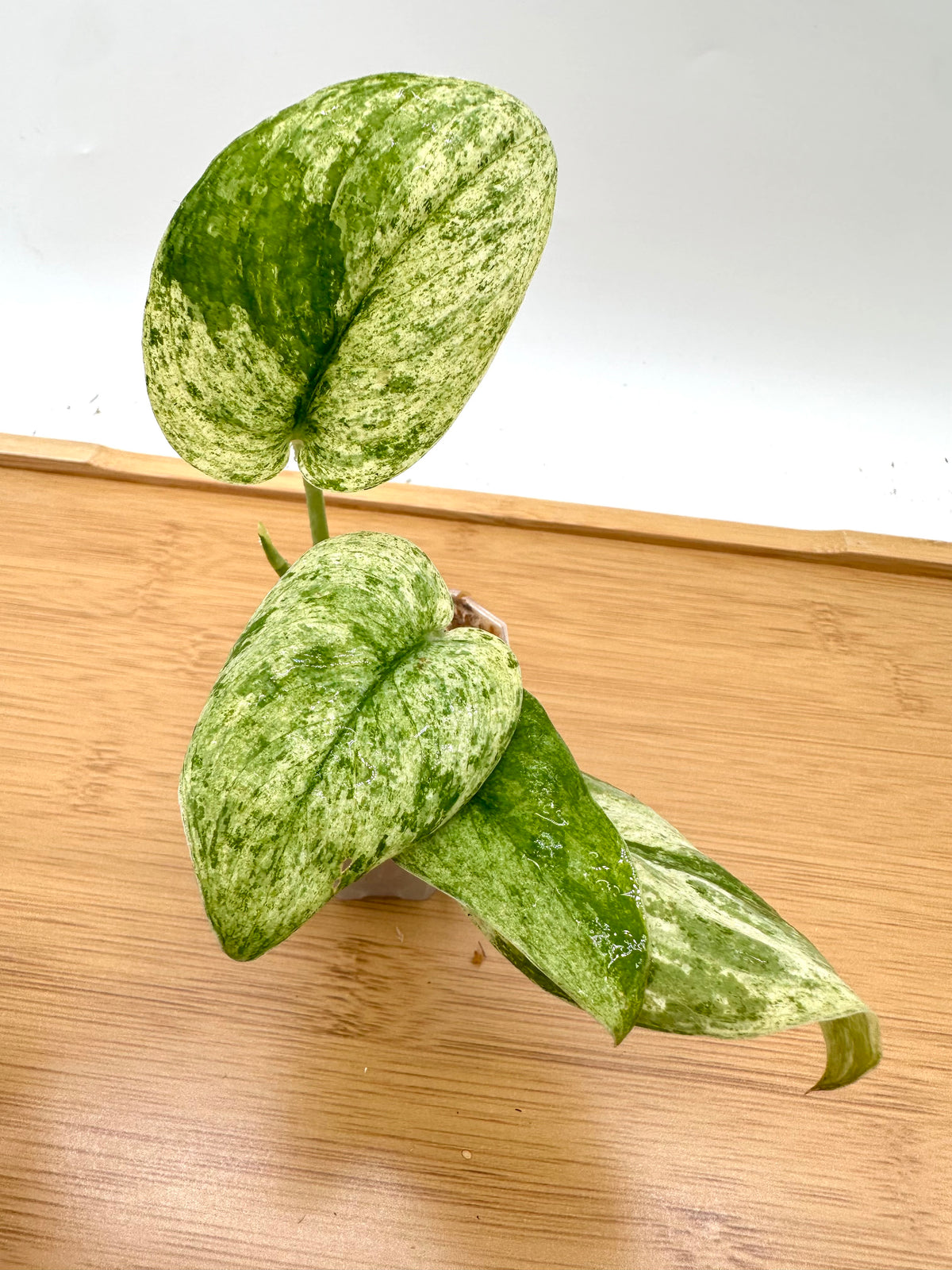 Scindapsus Blue Splash Variegated