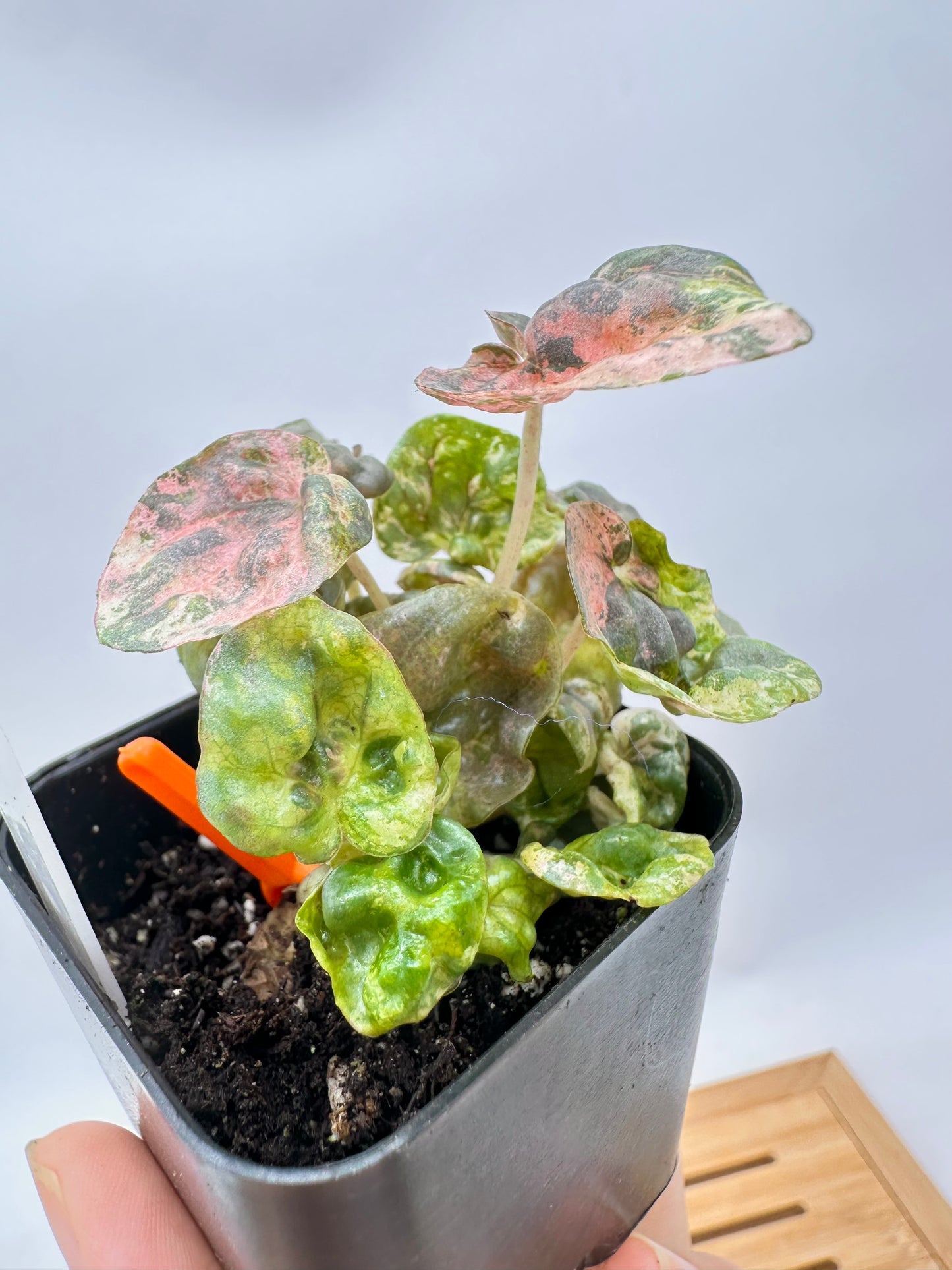 Peperomia ‘Pink Lady’