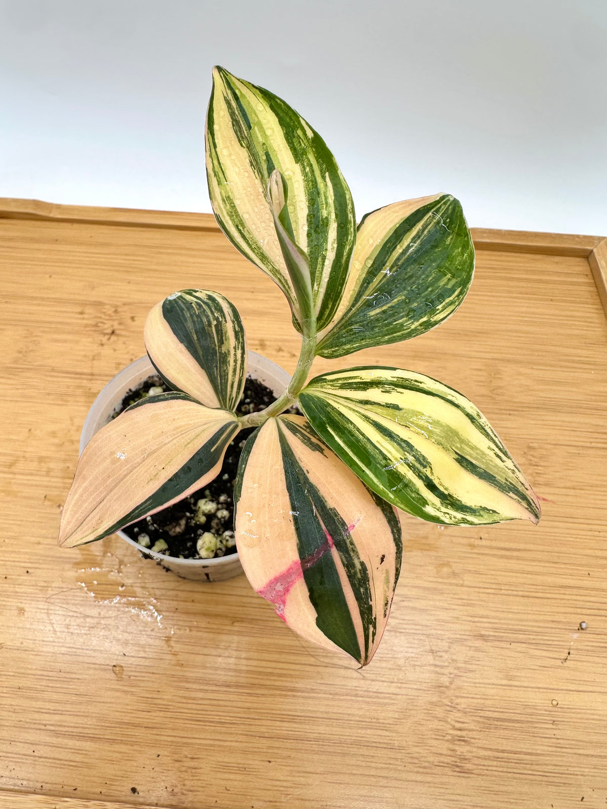 Spiral Ginger Pink Variegated