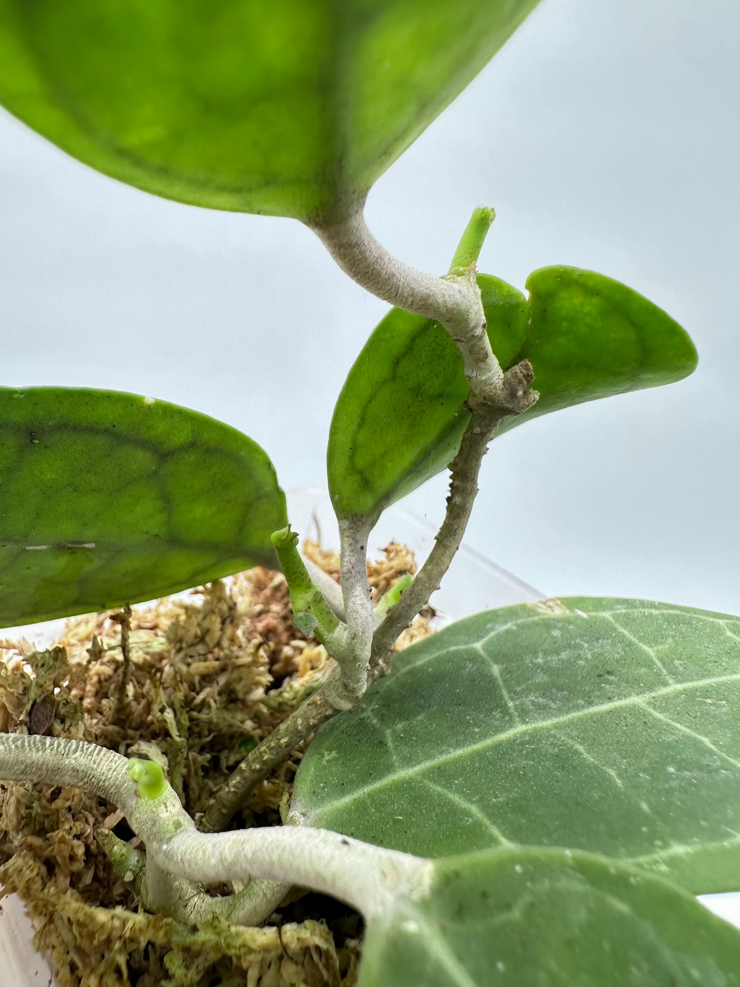 Hoya Elliptica - Multiple Growths