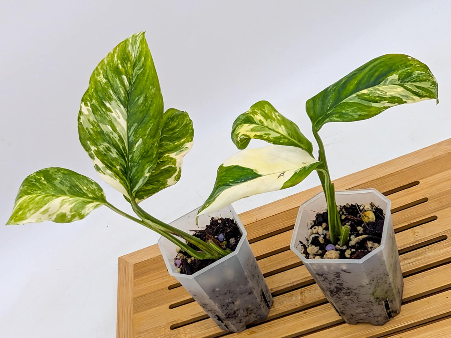 Monstera Lechleriana Variegated