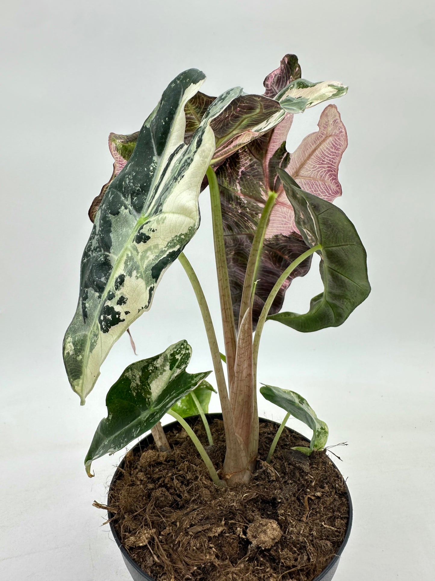 Alocasia Polly Pink Variegated