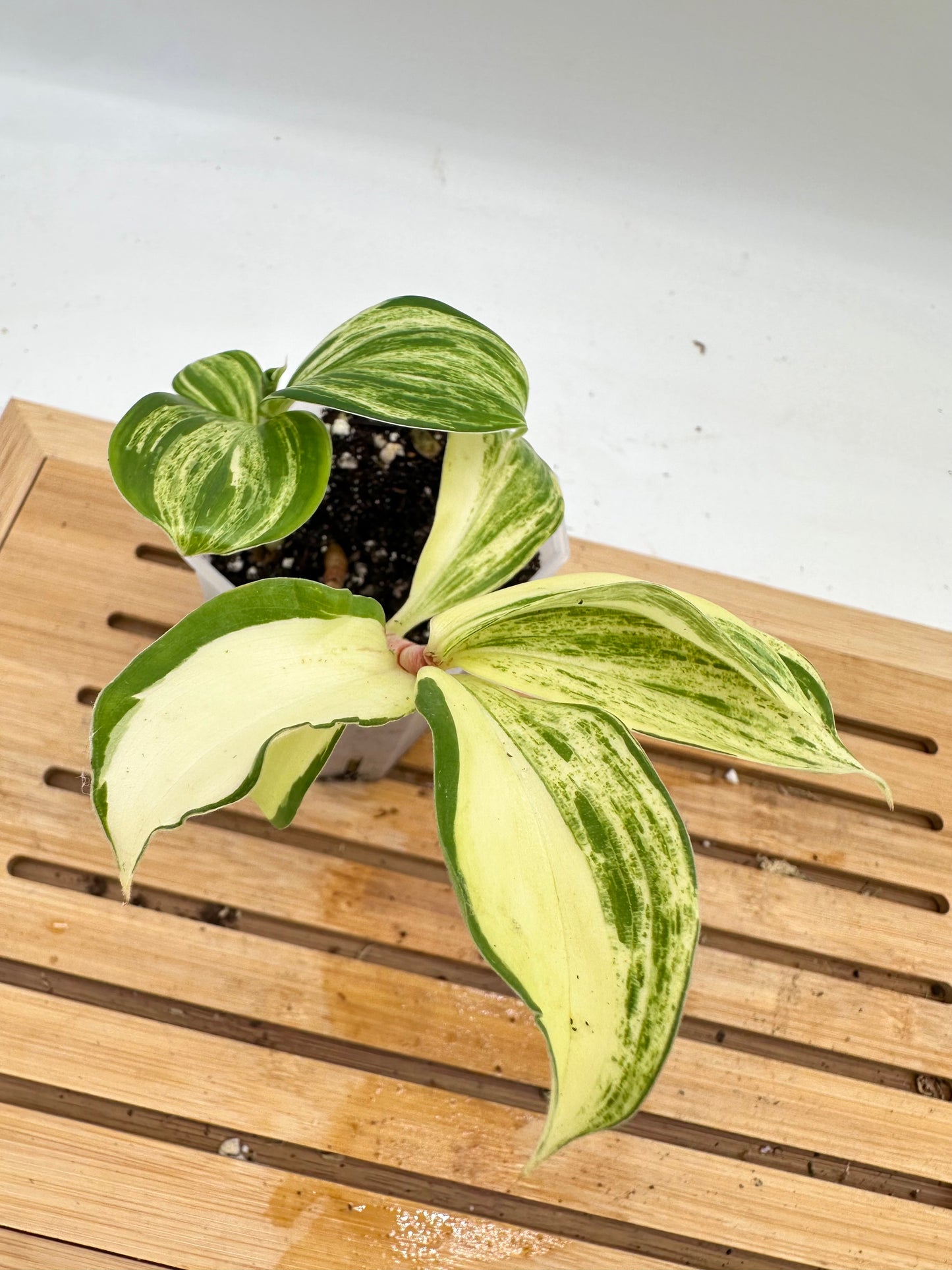 Spiral Ginger Yellow Cream Variegated