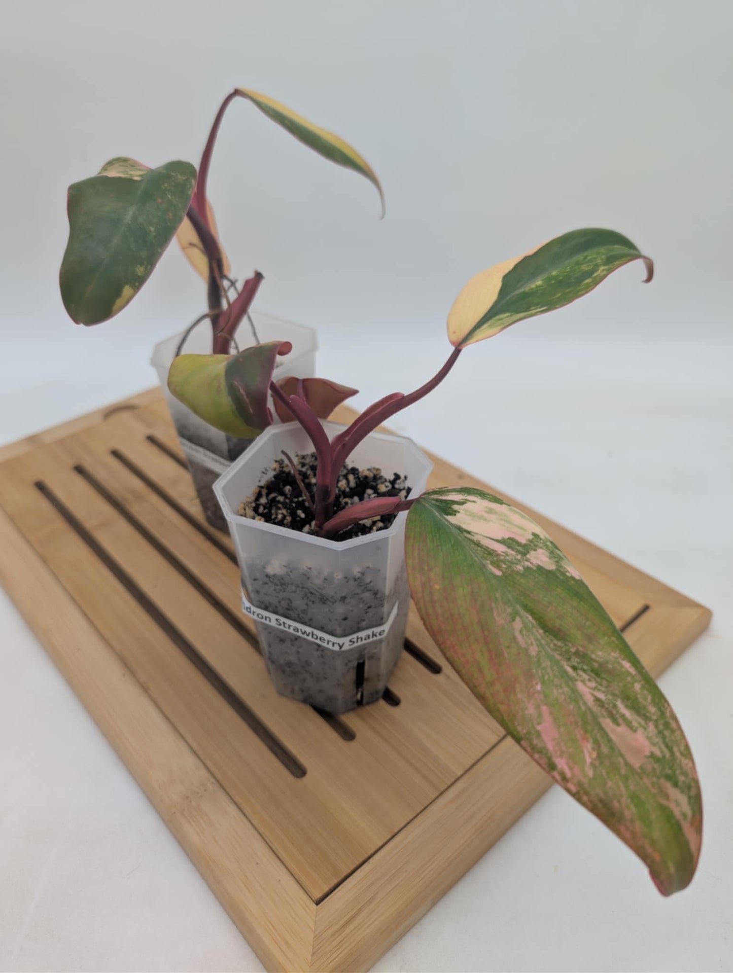 Philodendron Strawberry Shake