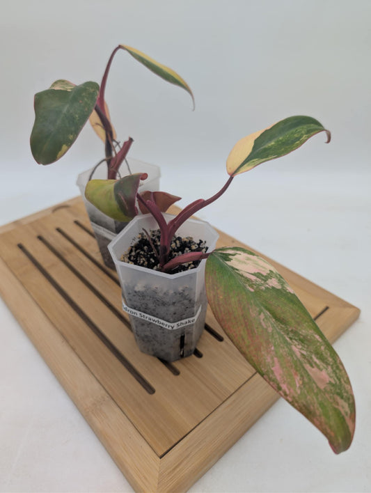Philodendron Strawberry Shake