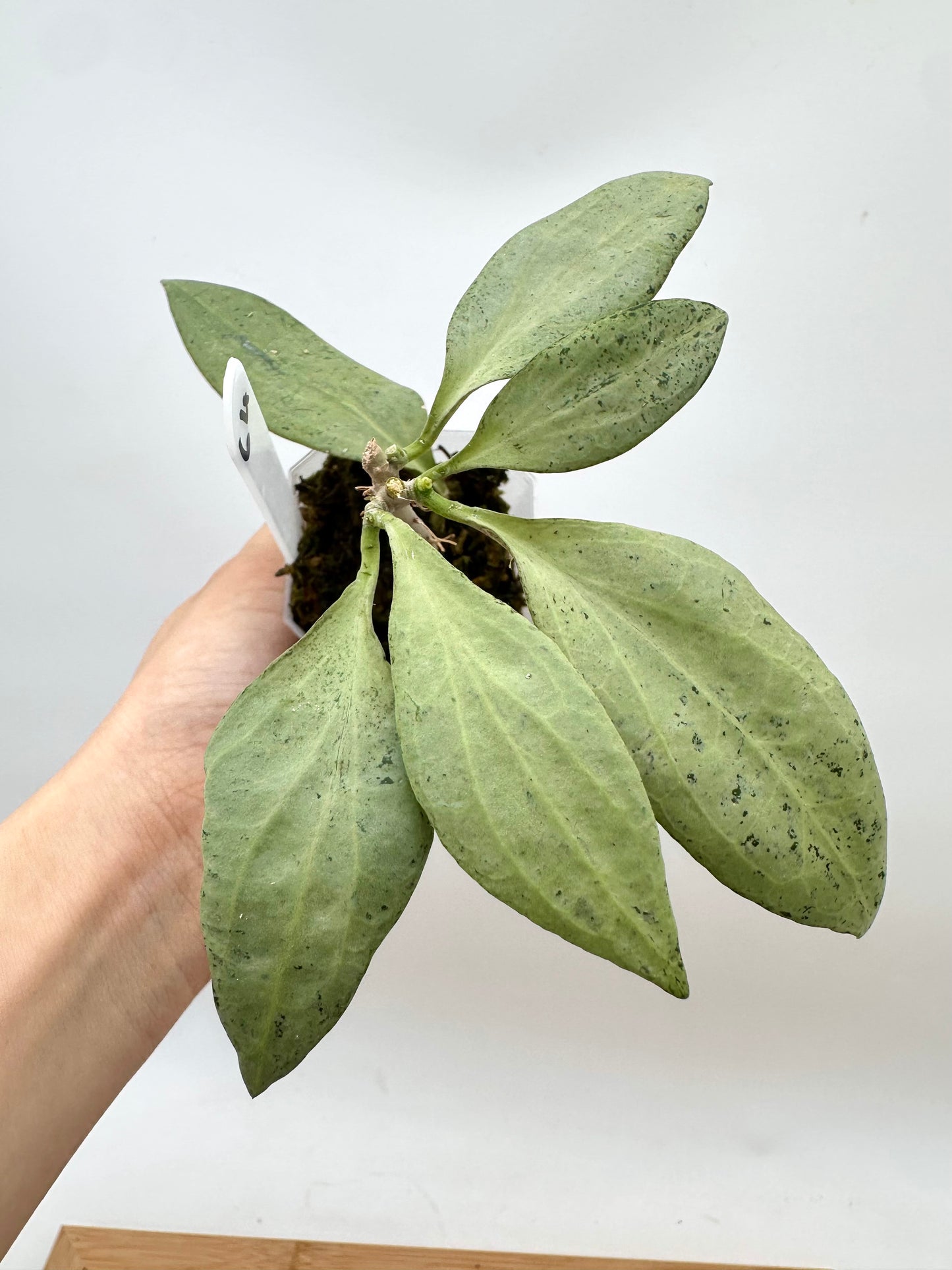 Hoya New Guinea Ghost NGG - Multiple Growths