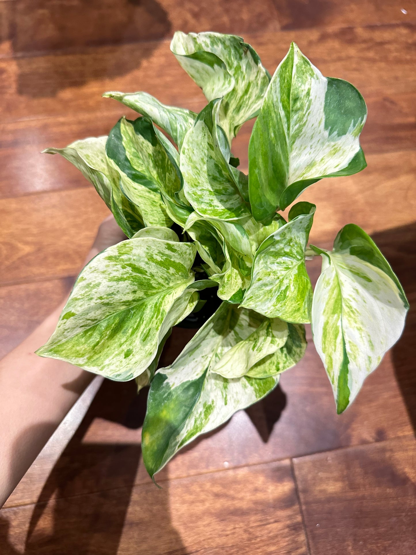 Pothos Manjula