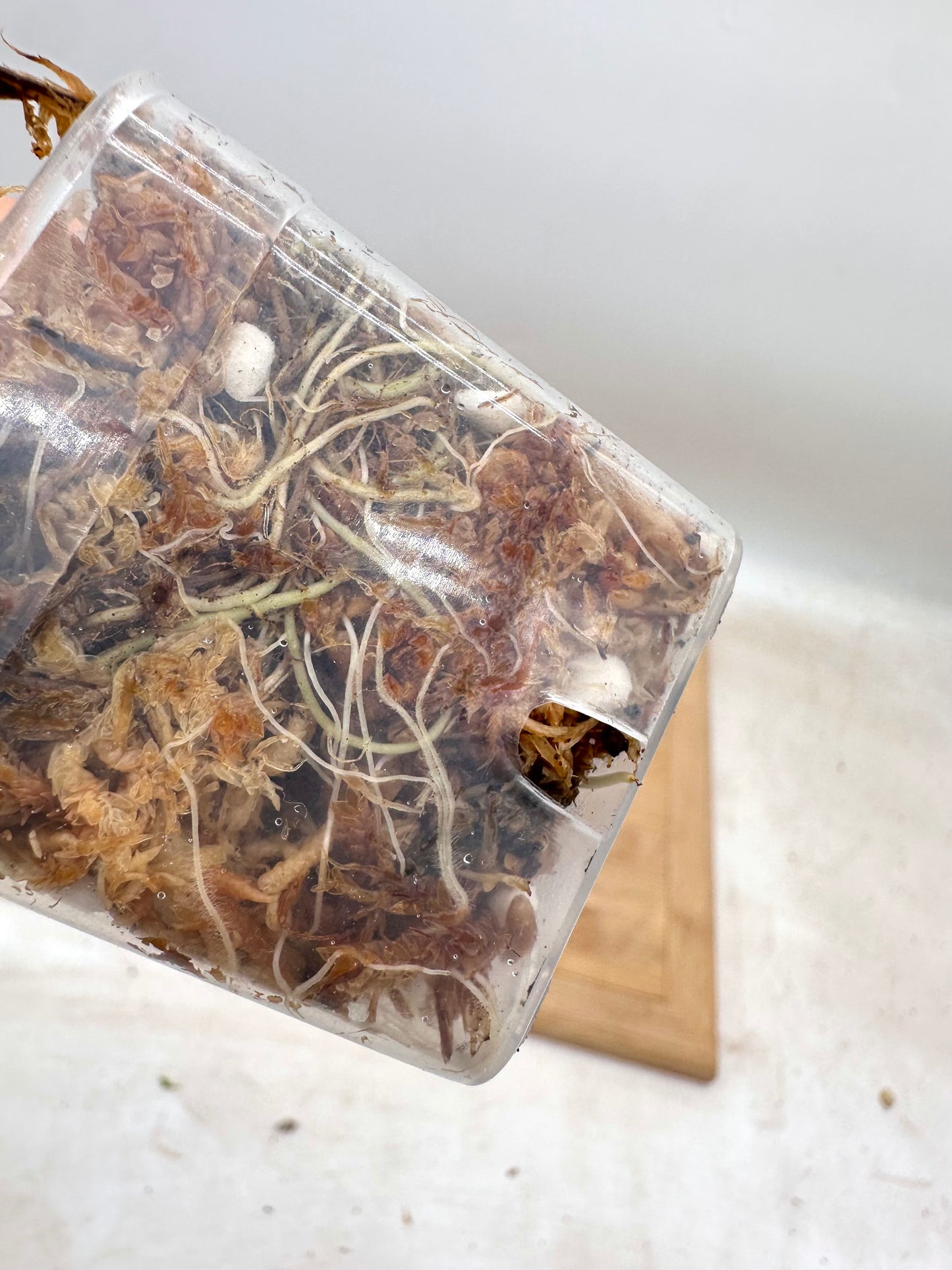 Alocasia Simpo Aurea Variegated