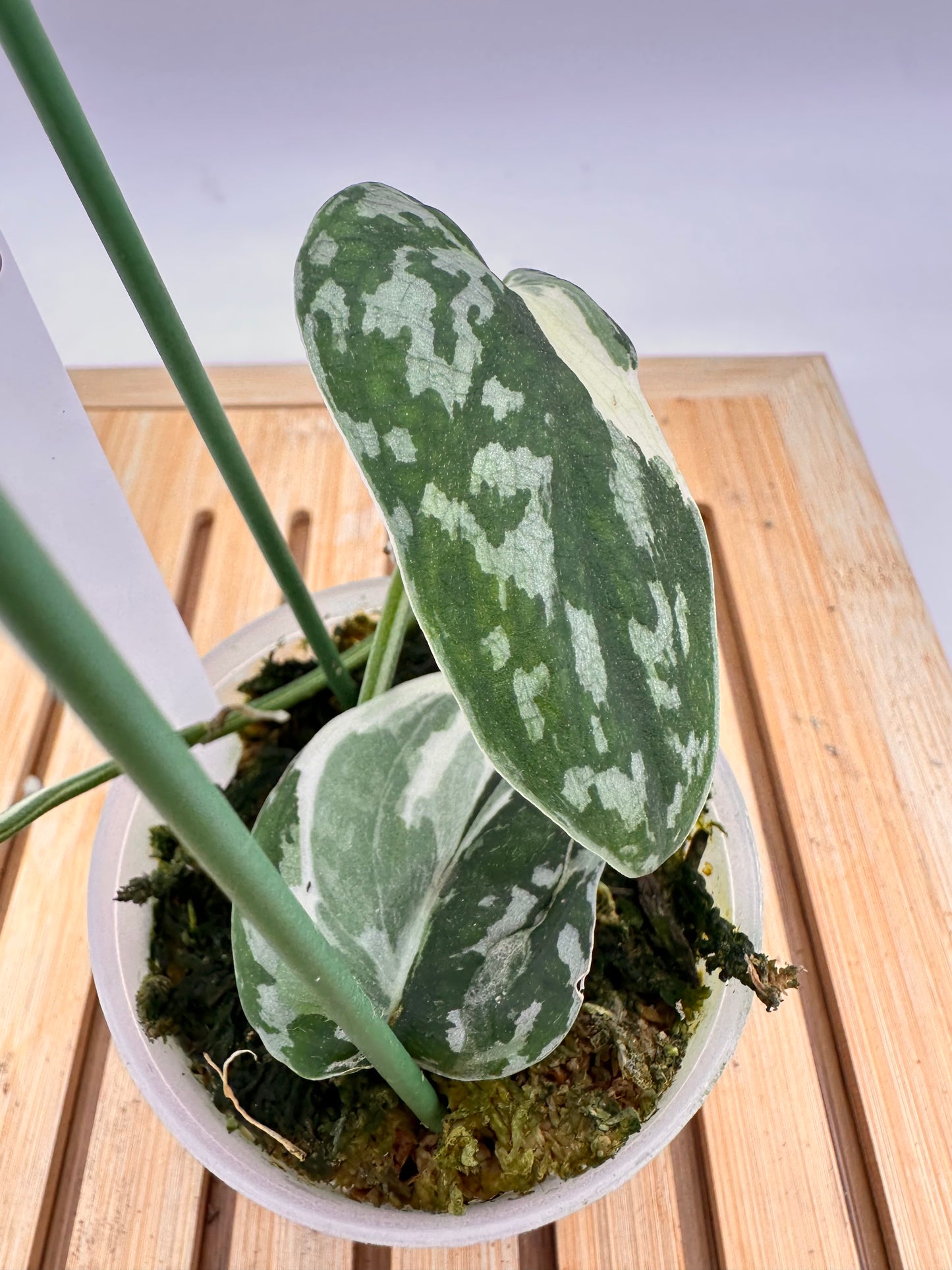 Scindapsus Mayari Variegated 018