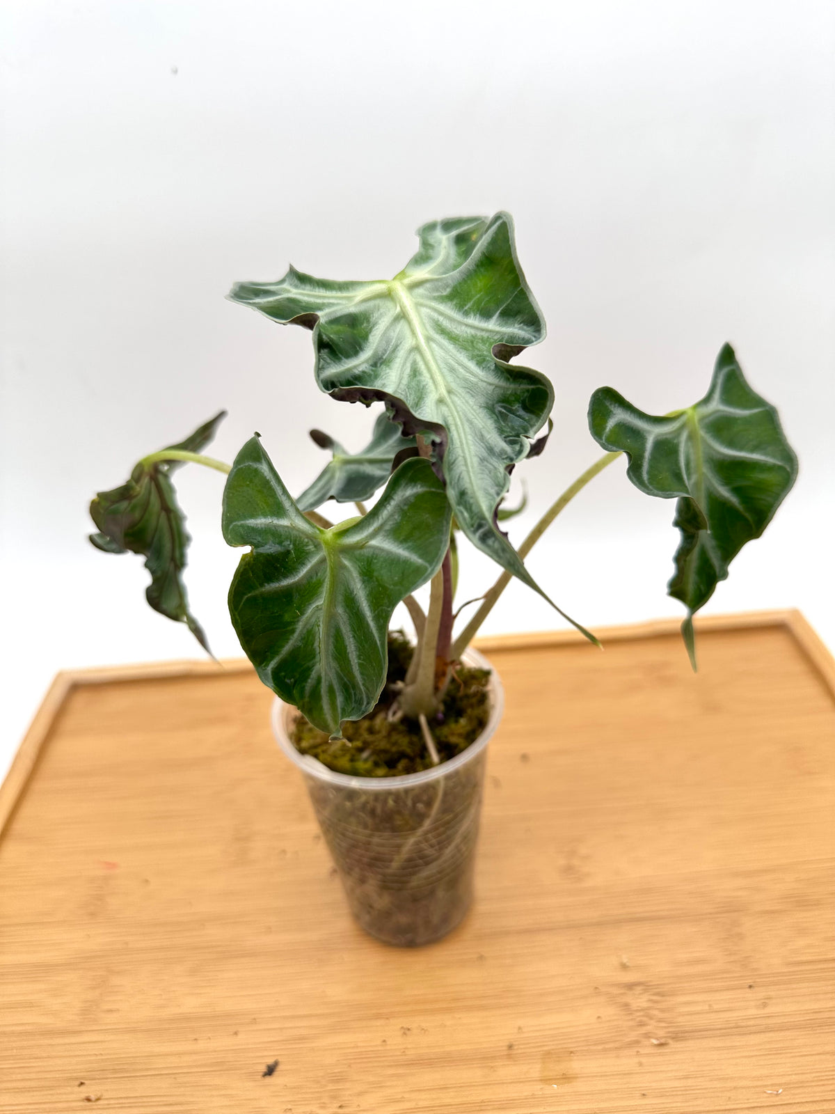 Alocasia Loco - Multiple Growths