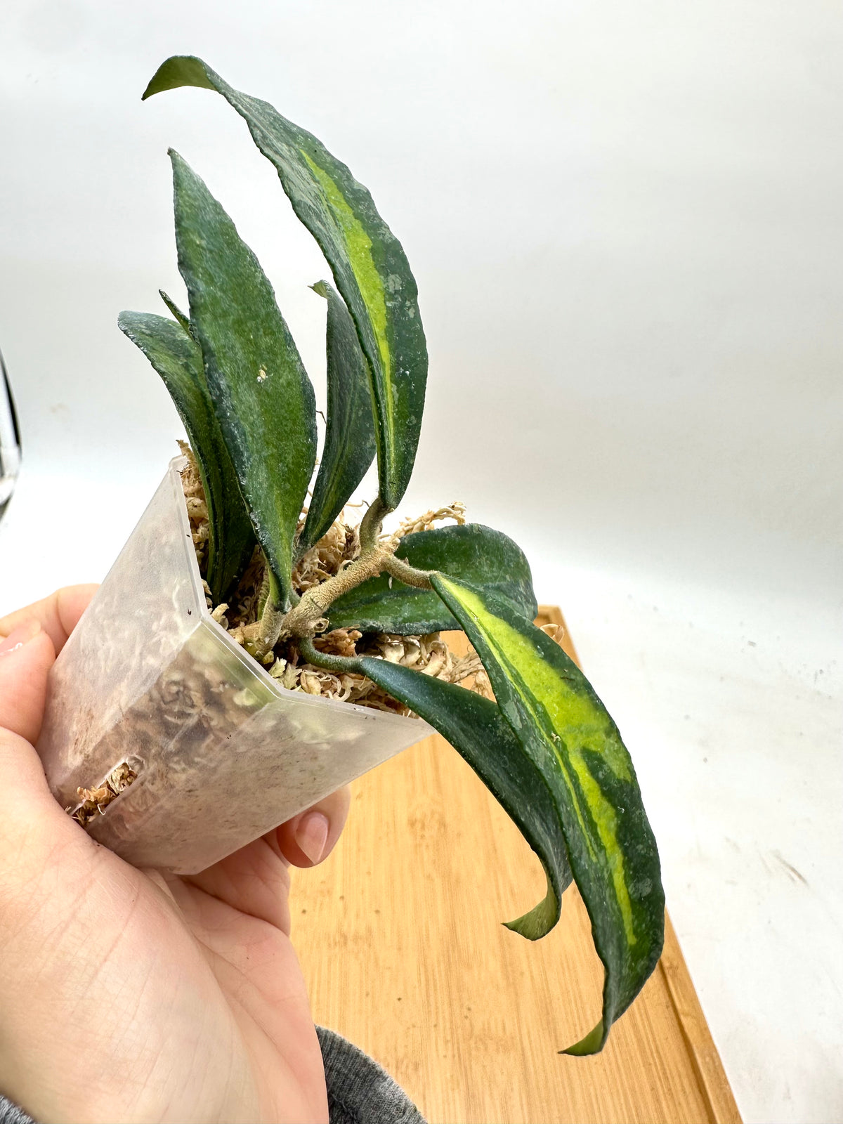 Hoya Phuwuaensis Variegated