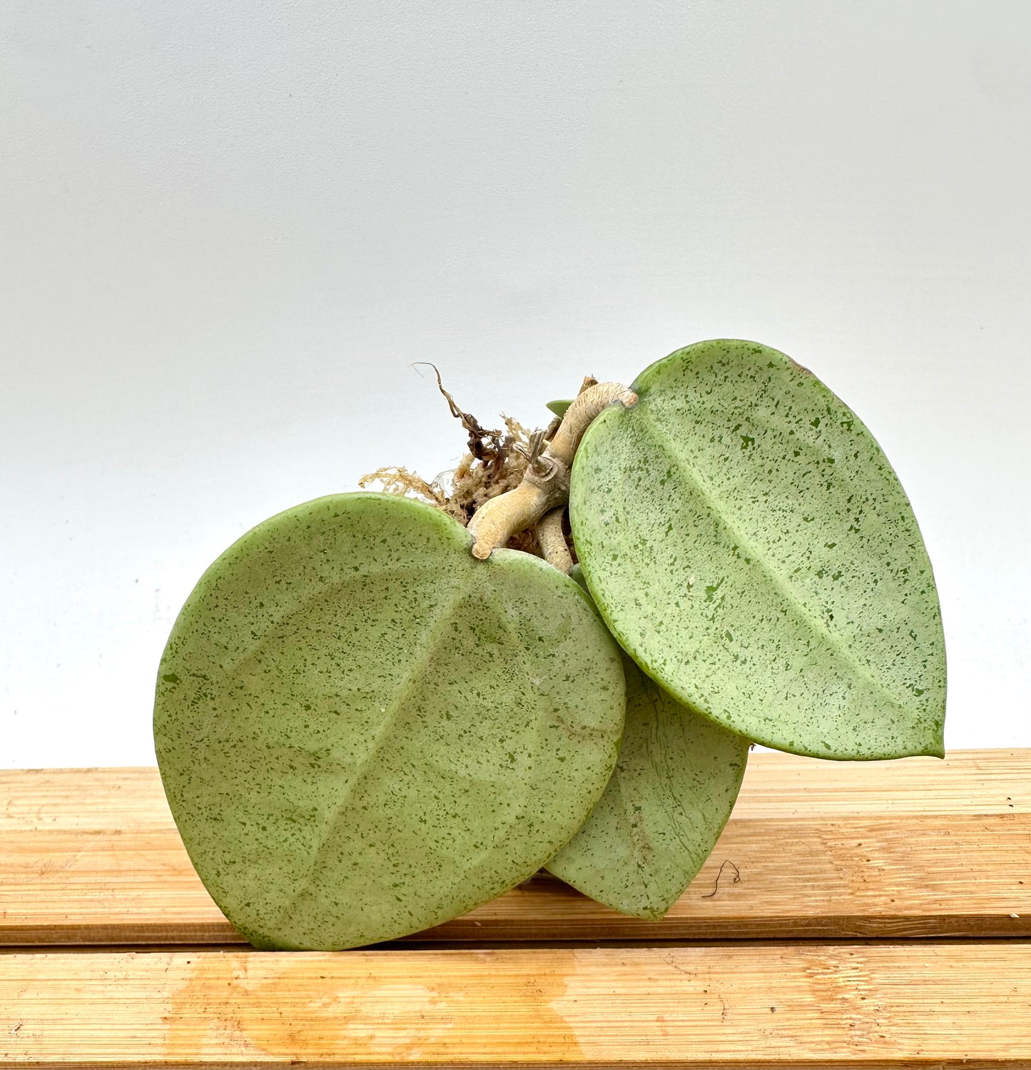 Hoya Verticillata ‘Silver Heart’
