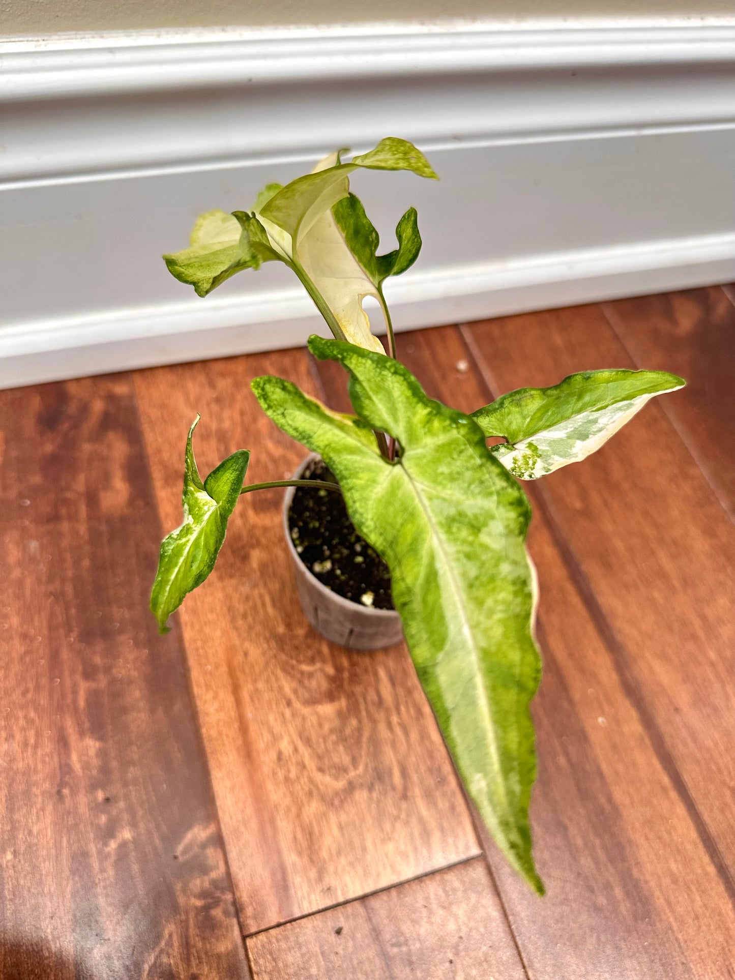 Syngonium Angustatum Albo Variegated