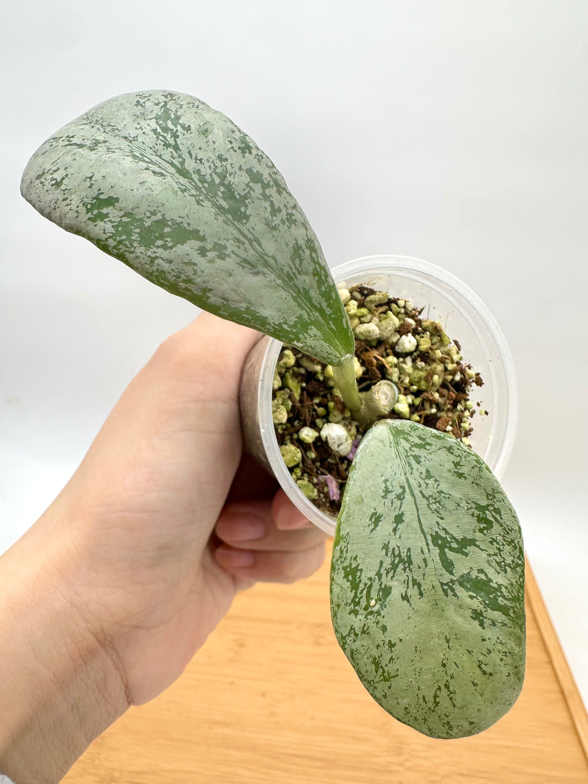 Hoya Chiang Dao Silver