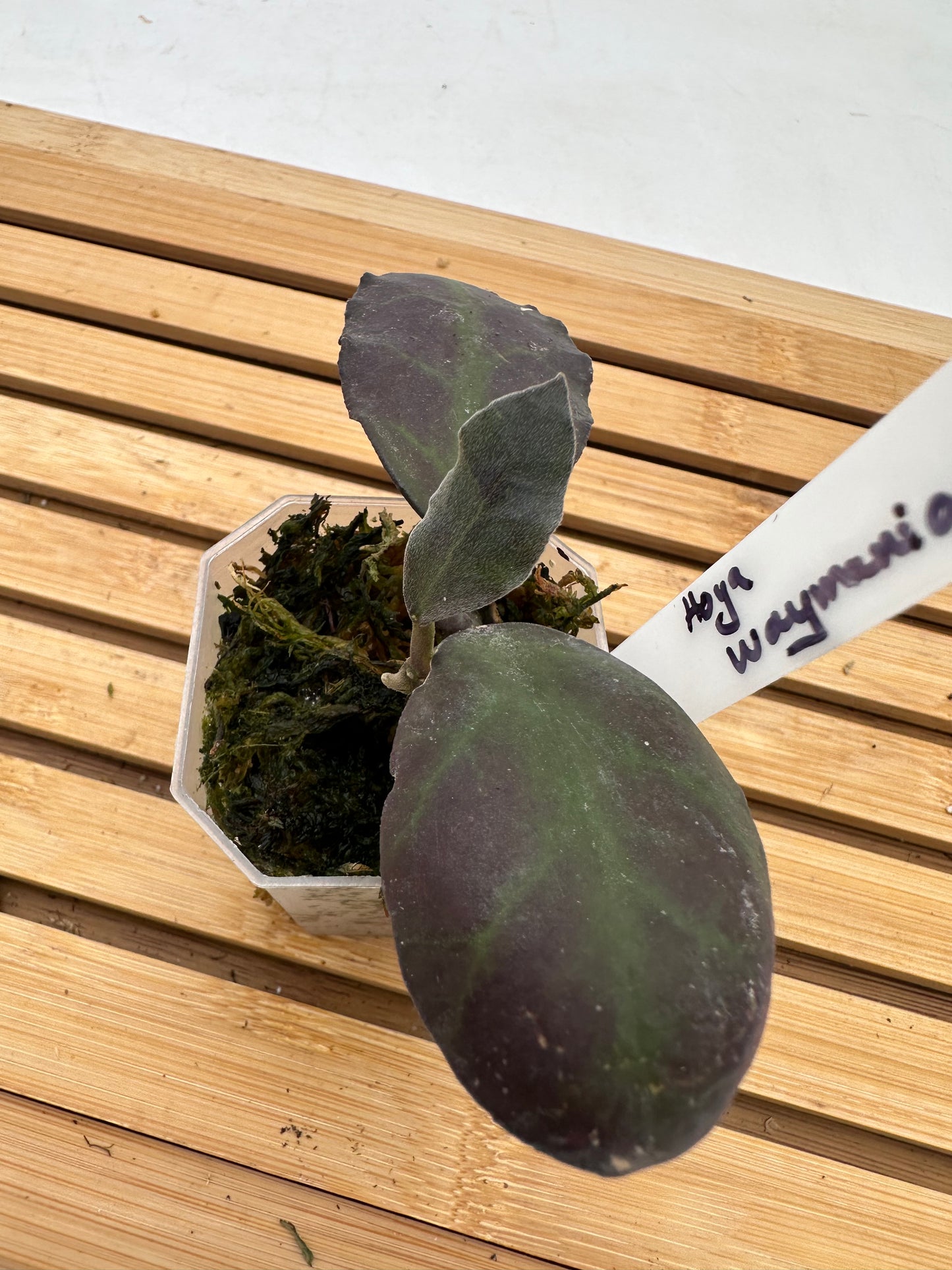 Hoya Waymaniae