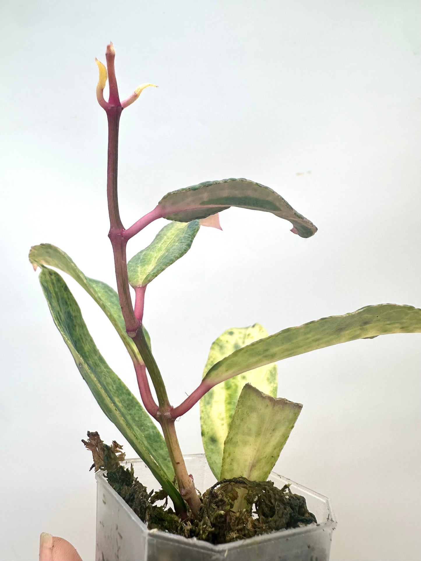 Hoya Crocodile - 5+ Nodes
