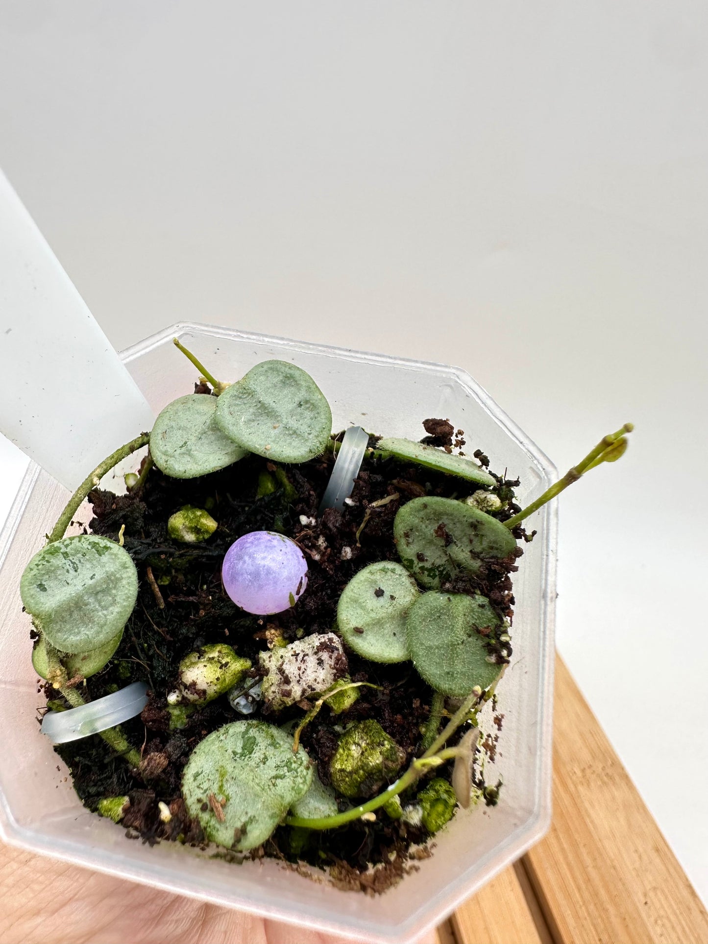 Hoya Serpens Silver - Multiple Growths