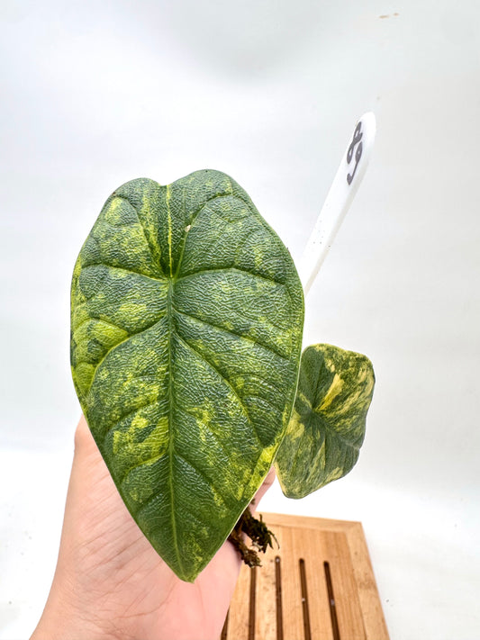 Alocasia Melo Aurea Variegated
