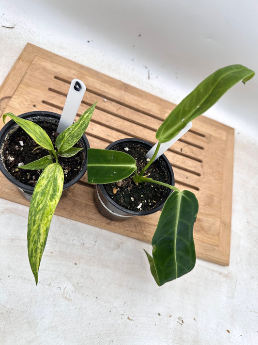 Combo Sale - Anthurium Warrocquenum Queen & Vittarifolium Variegated