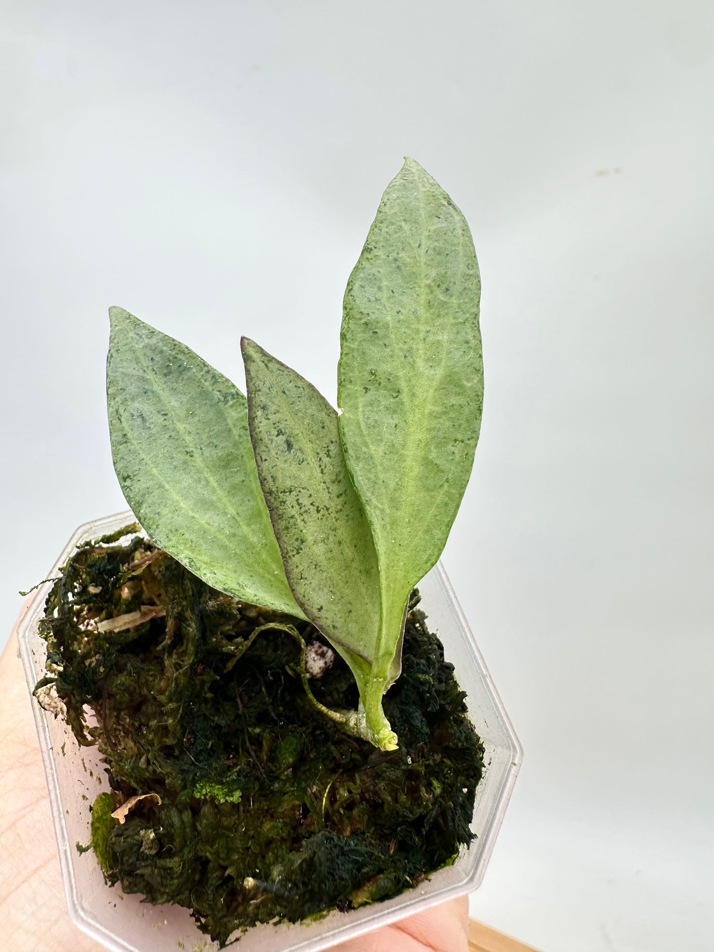 Hoya New Guinea Ghost NGG