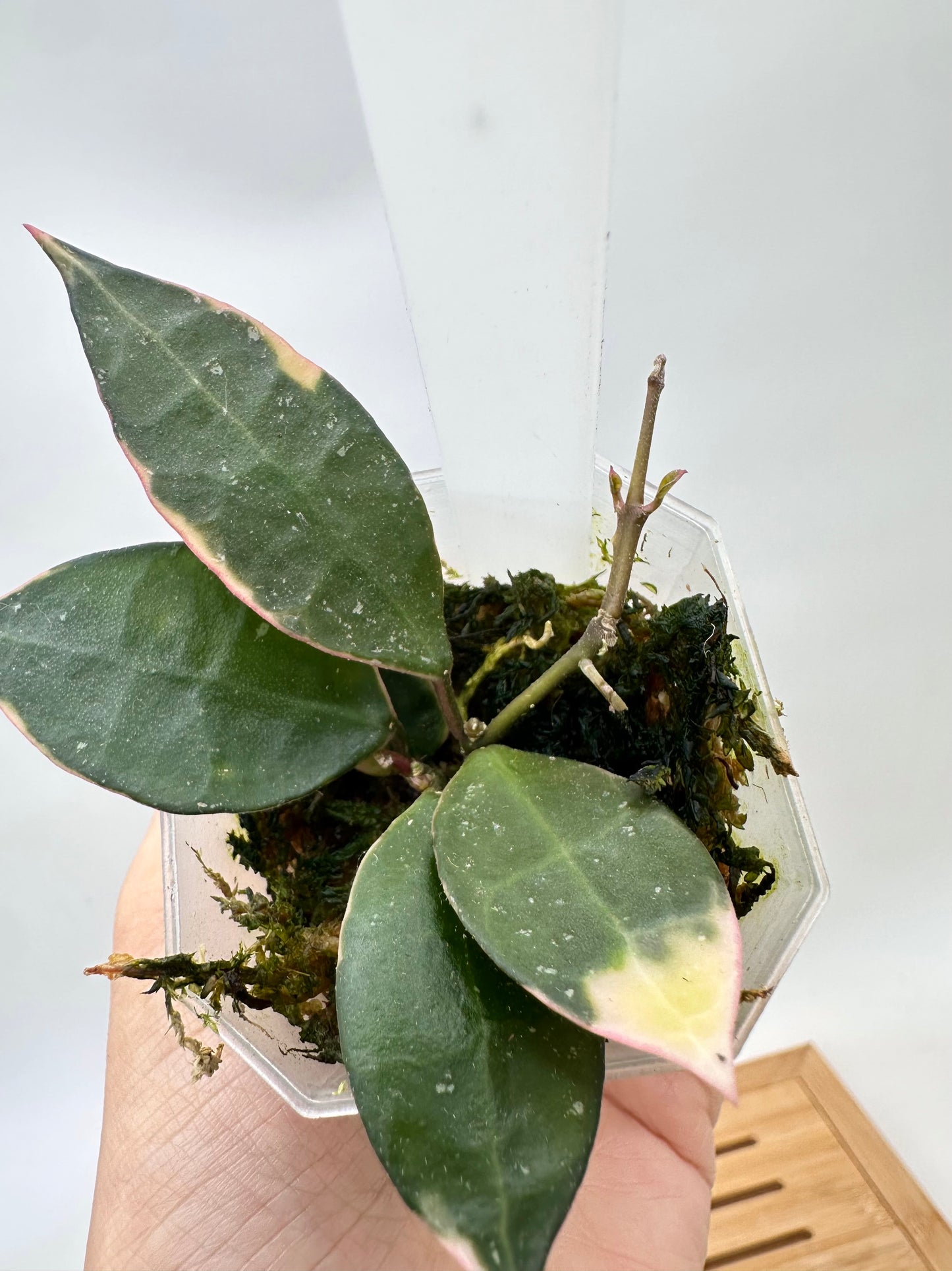 Hoya Lacunosa ‘Asami’ Variegated - Multiple Growths