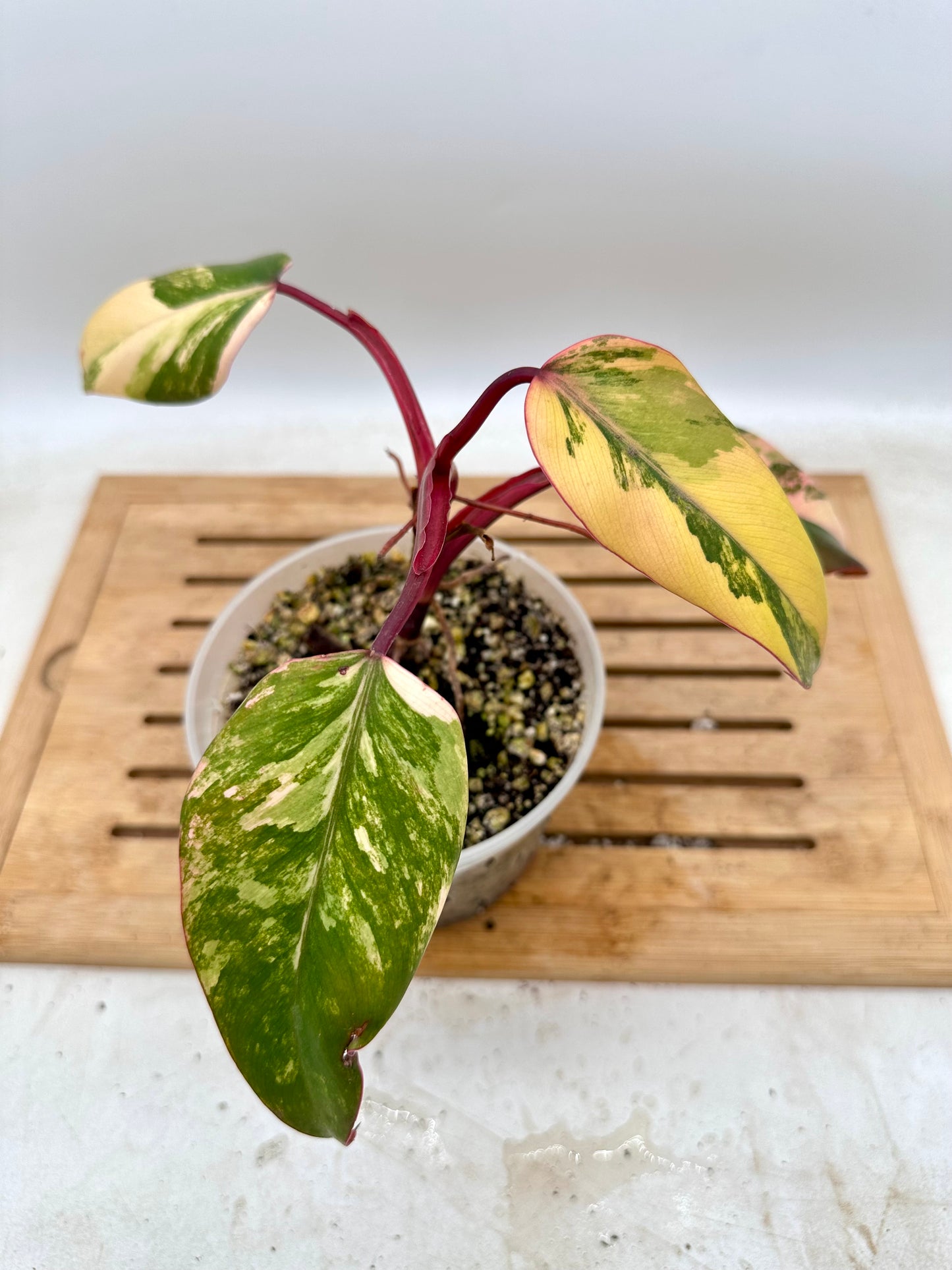 Philodendron Strawberry Shake Variegated