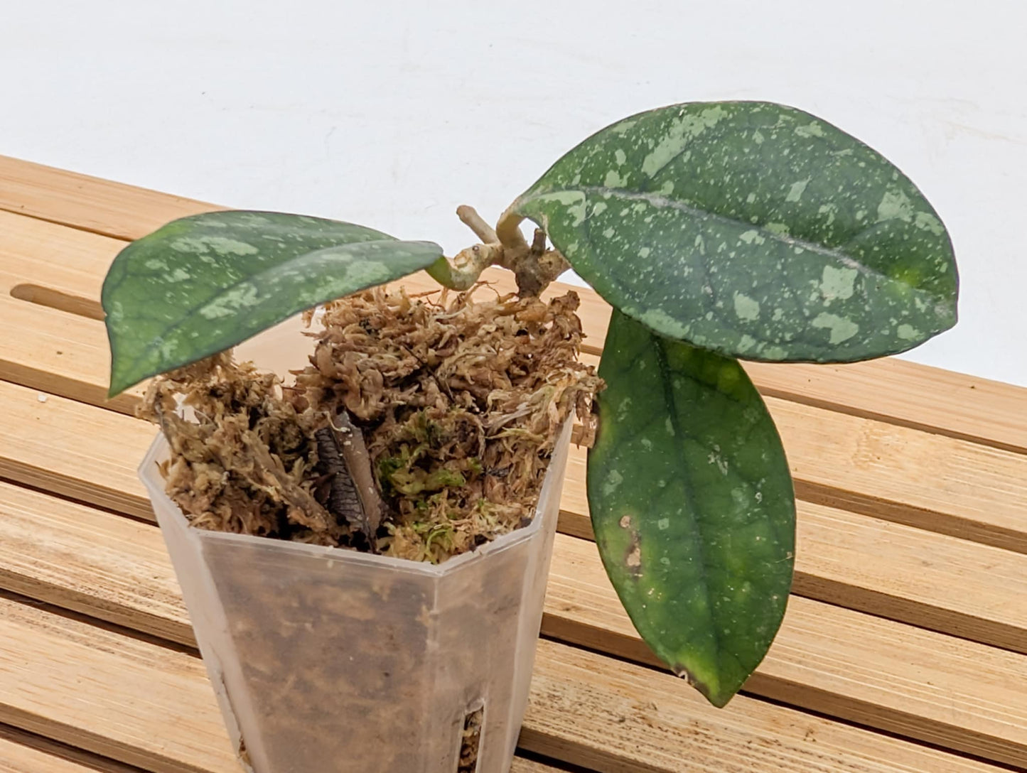 Hoya Crassipetiolata Splash