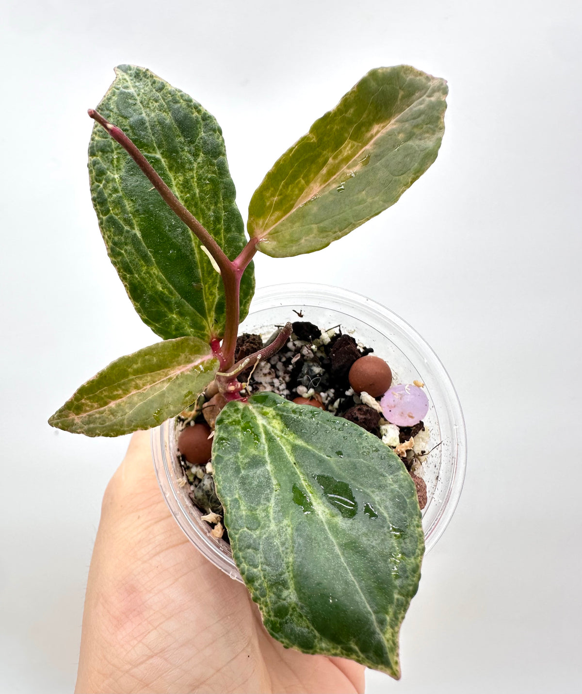 Hoya Crocodile - 3 Growths