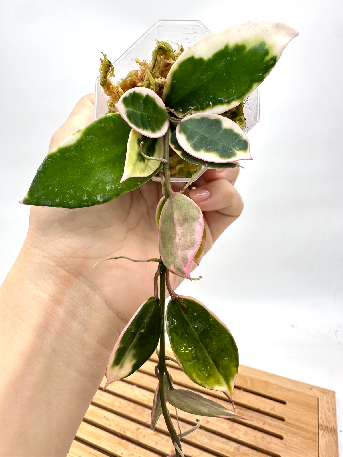 Hoya Lacunosa ‘Asami’ Variegated