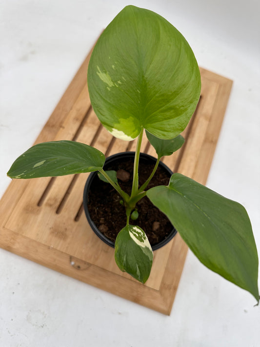 Homalonema Rubescens Variegated