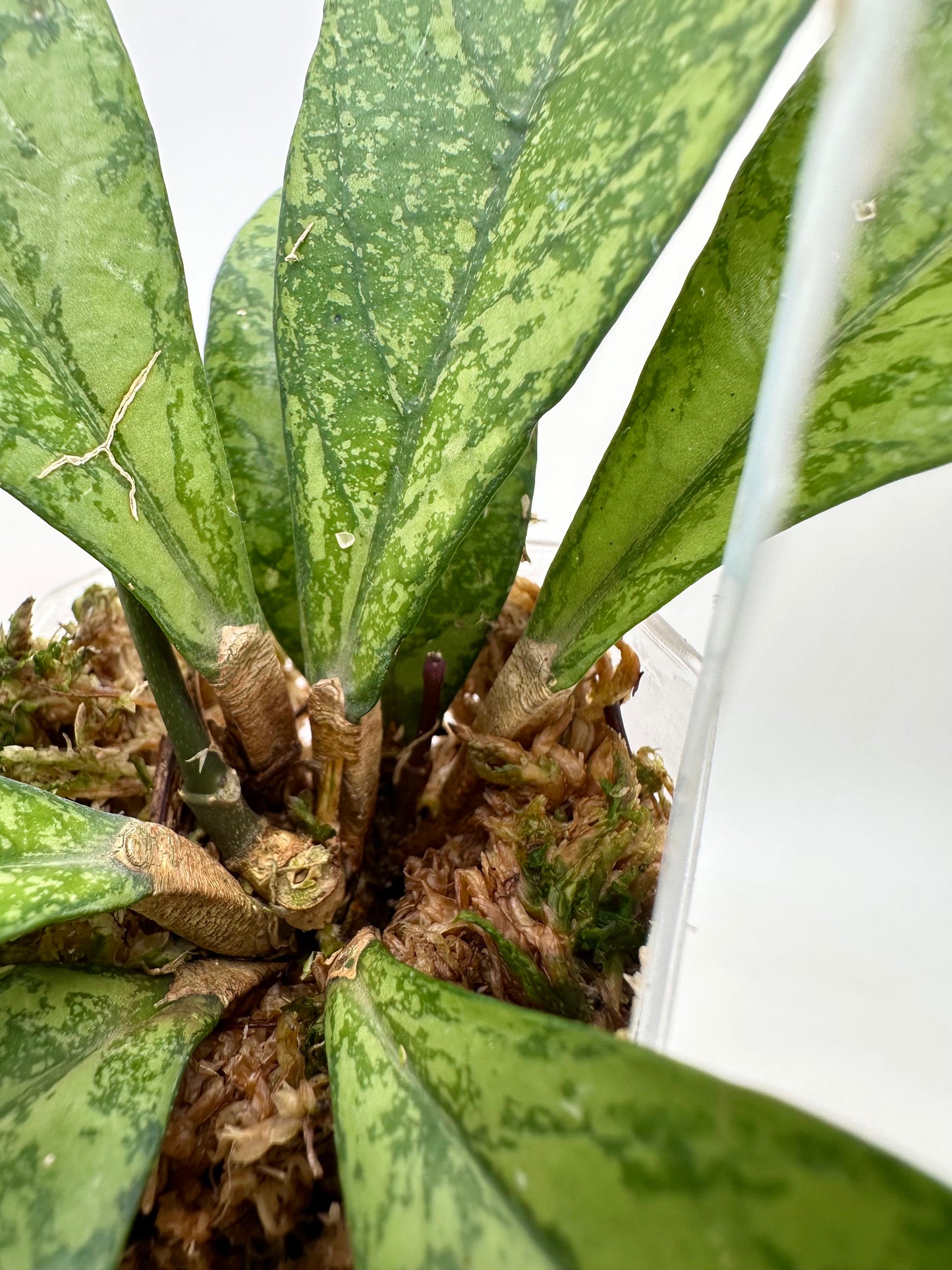 Hoya Crassiopetiolata Super Splash Clone #2