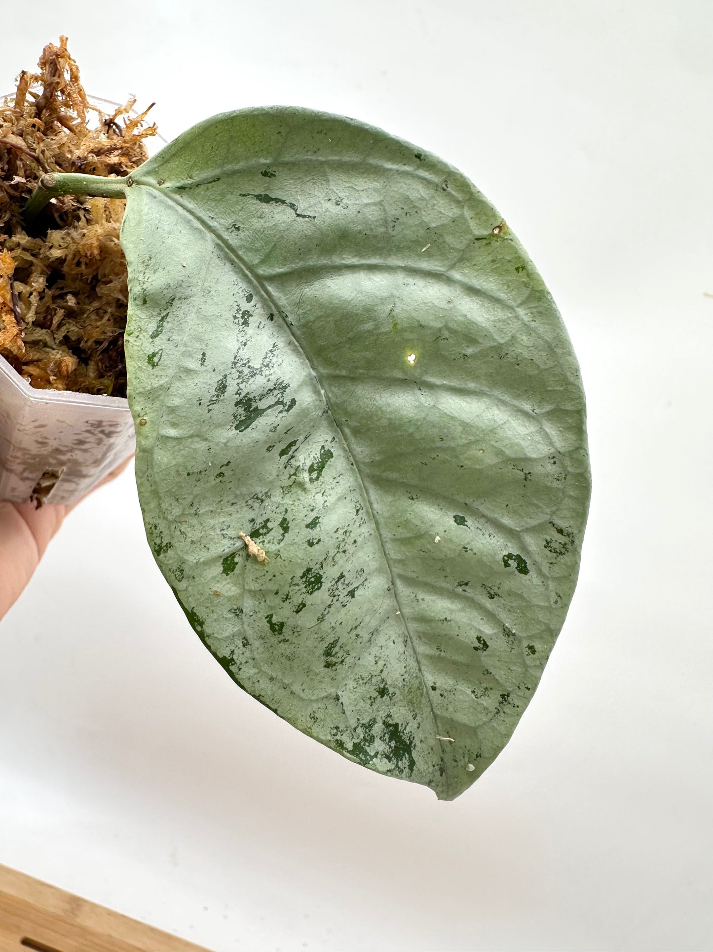 Hoya Coriacea Silver