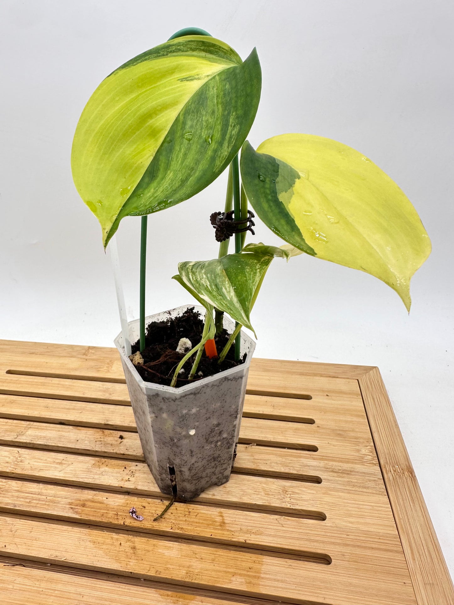 Scindapsus Blue Aurea Variegated