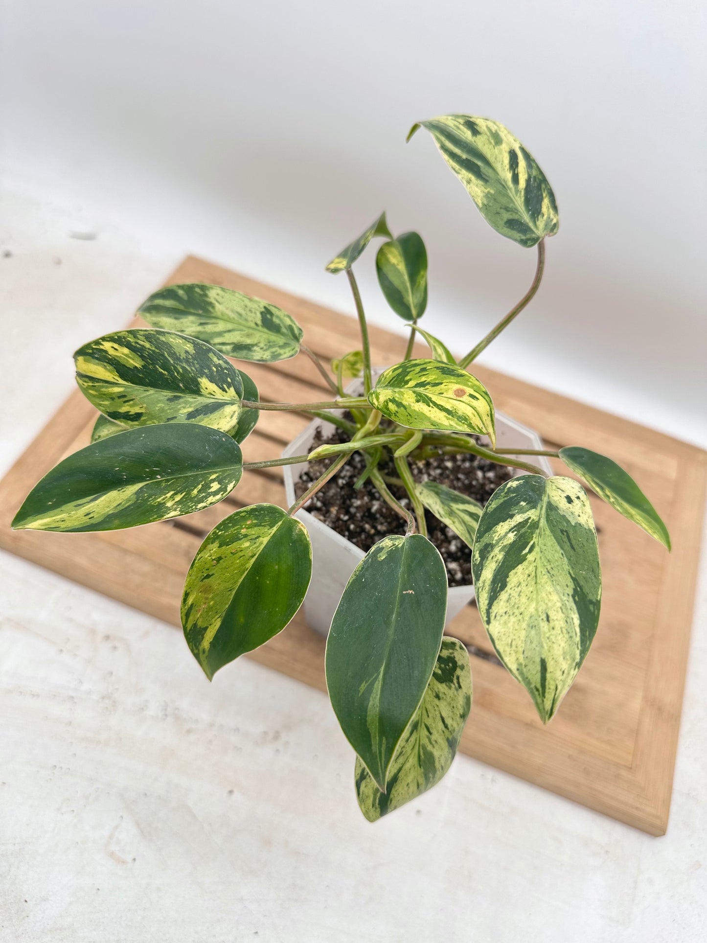 Philodendron Ice Emerald Queen - Multiple Growths