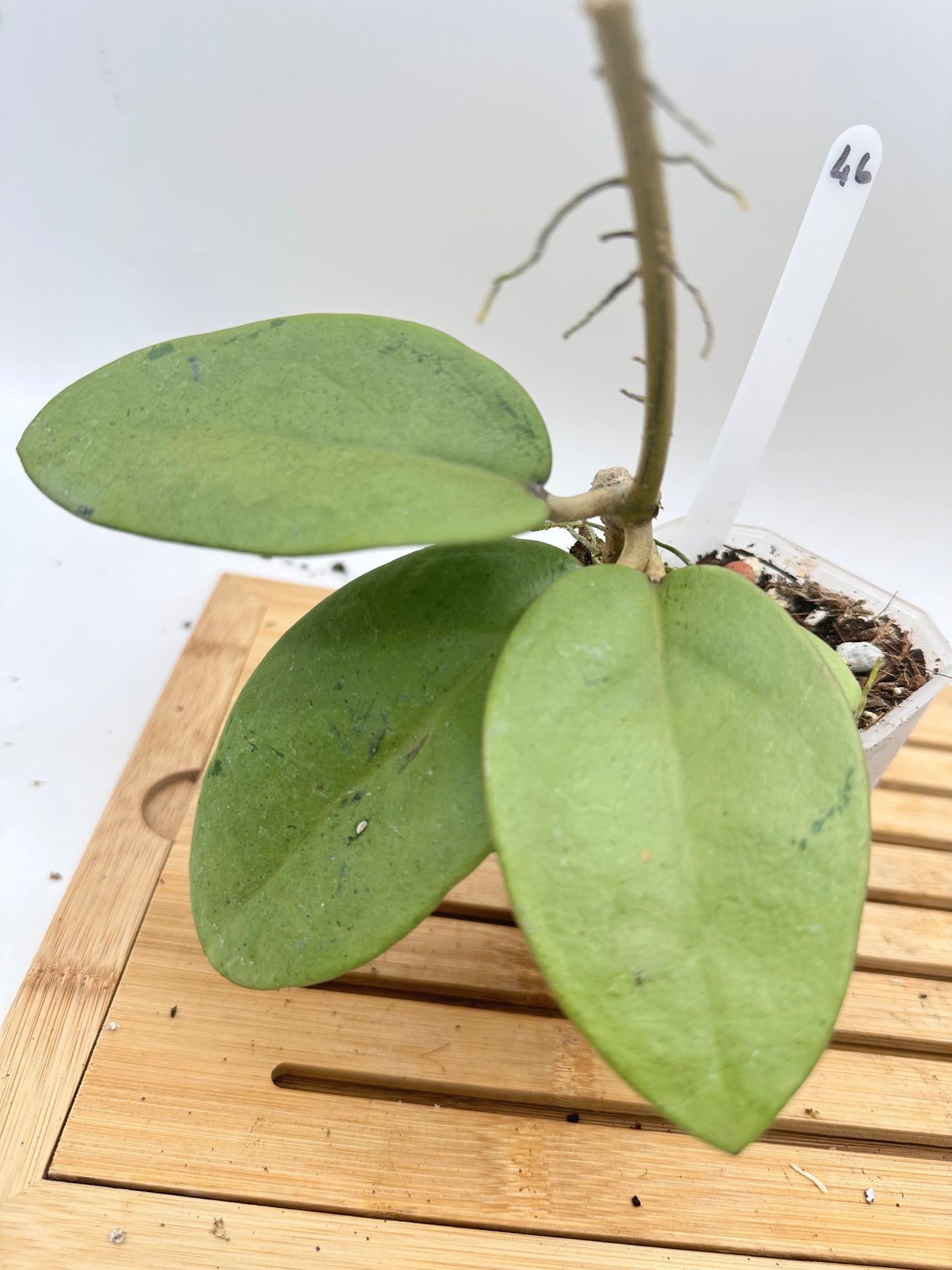 Hoya Silver Dollar