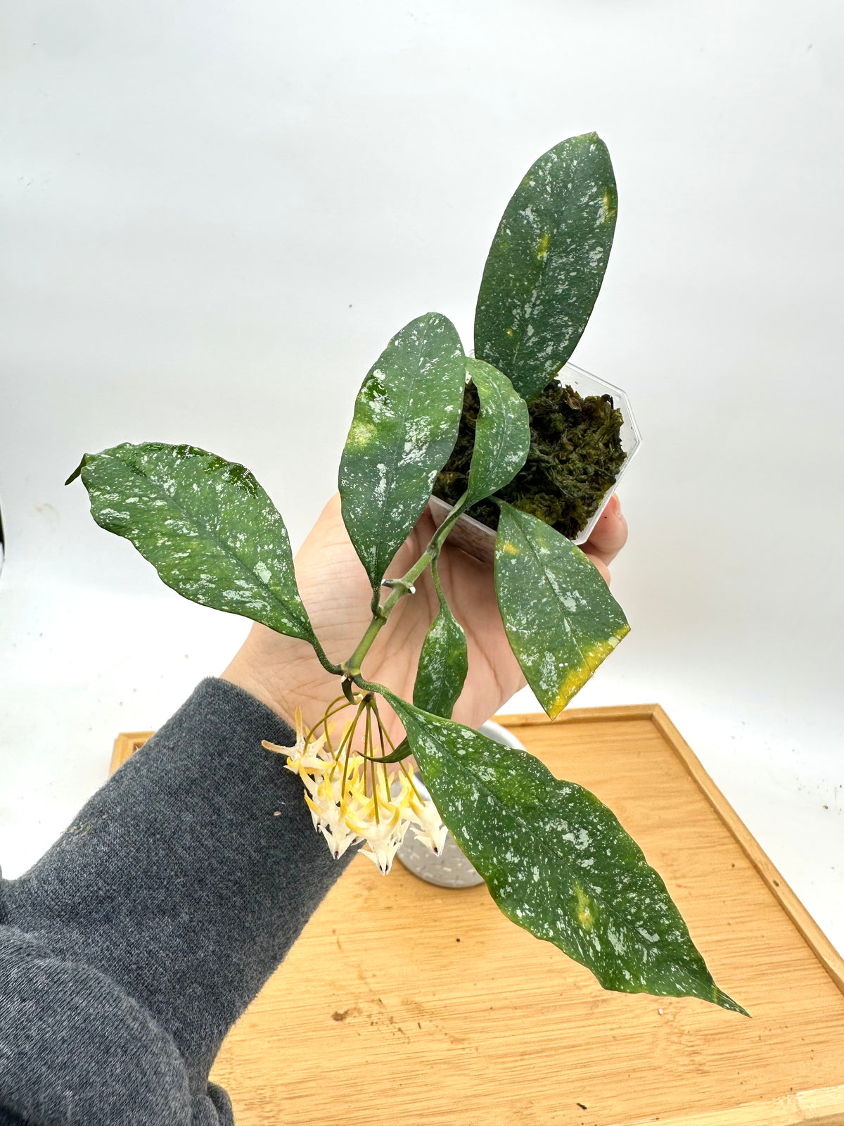 Hoya Multiflora Splash