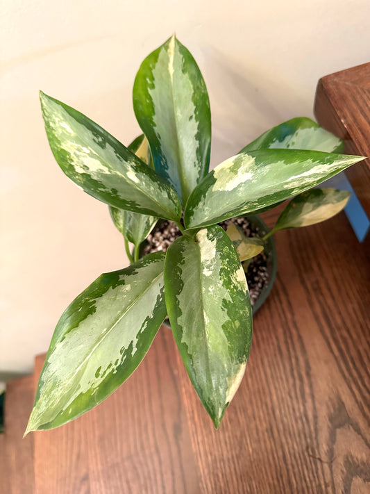 Aglaonema Suvarna Bhumi Variegated (3 growths/plants)