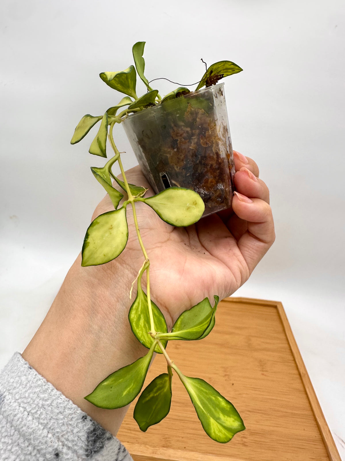 Hoya Heuschkeliana Inner Variegated