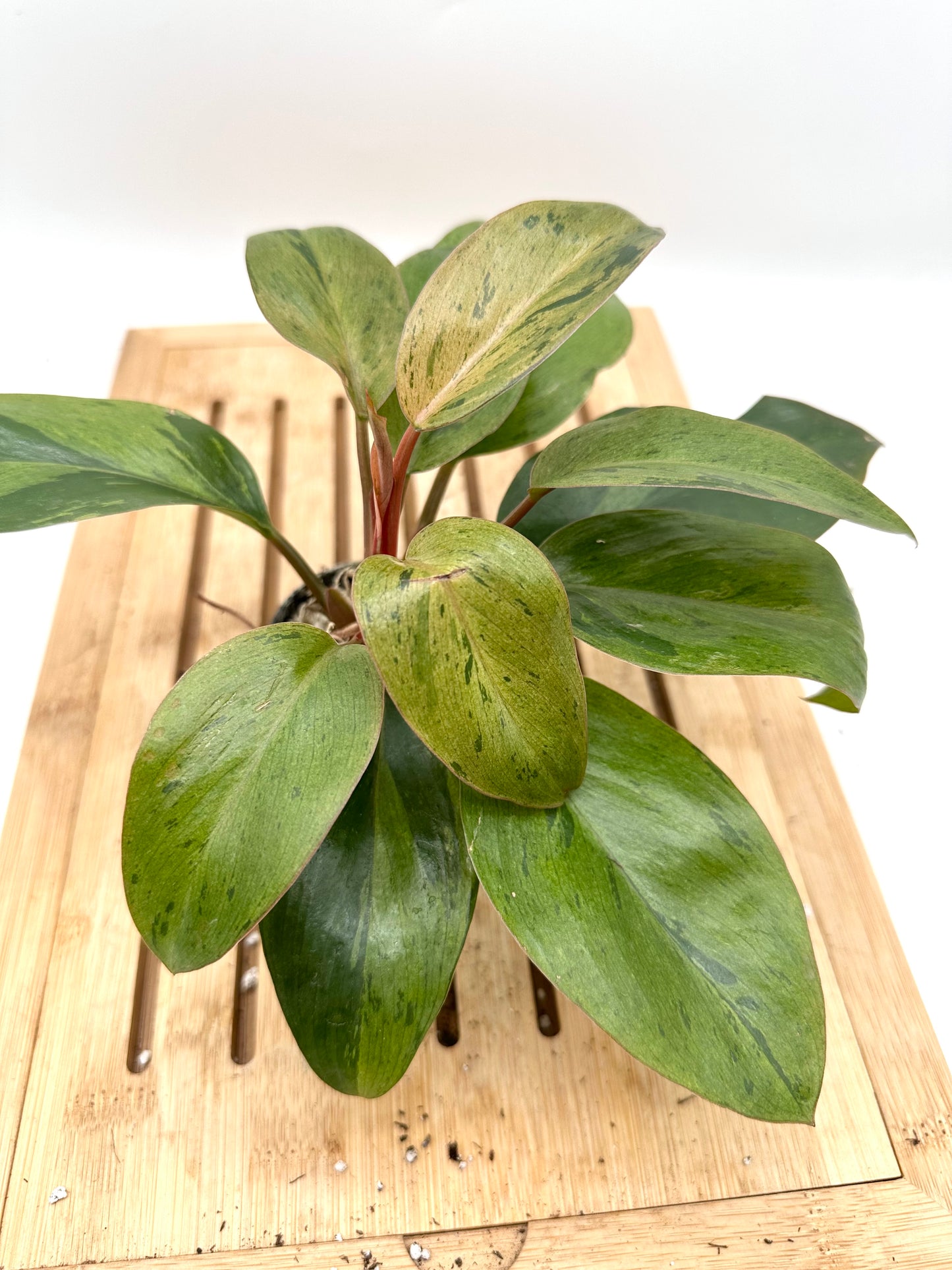 Black Friday Sales - Philodendron Red Congo Mint Variegated