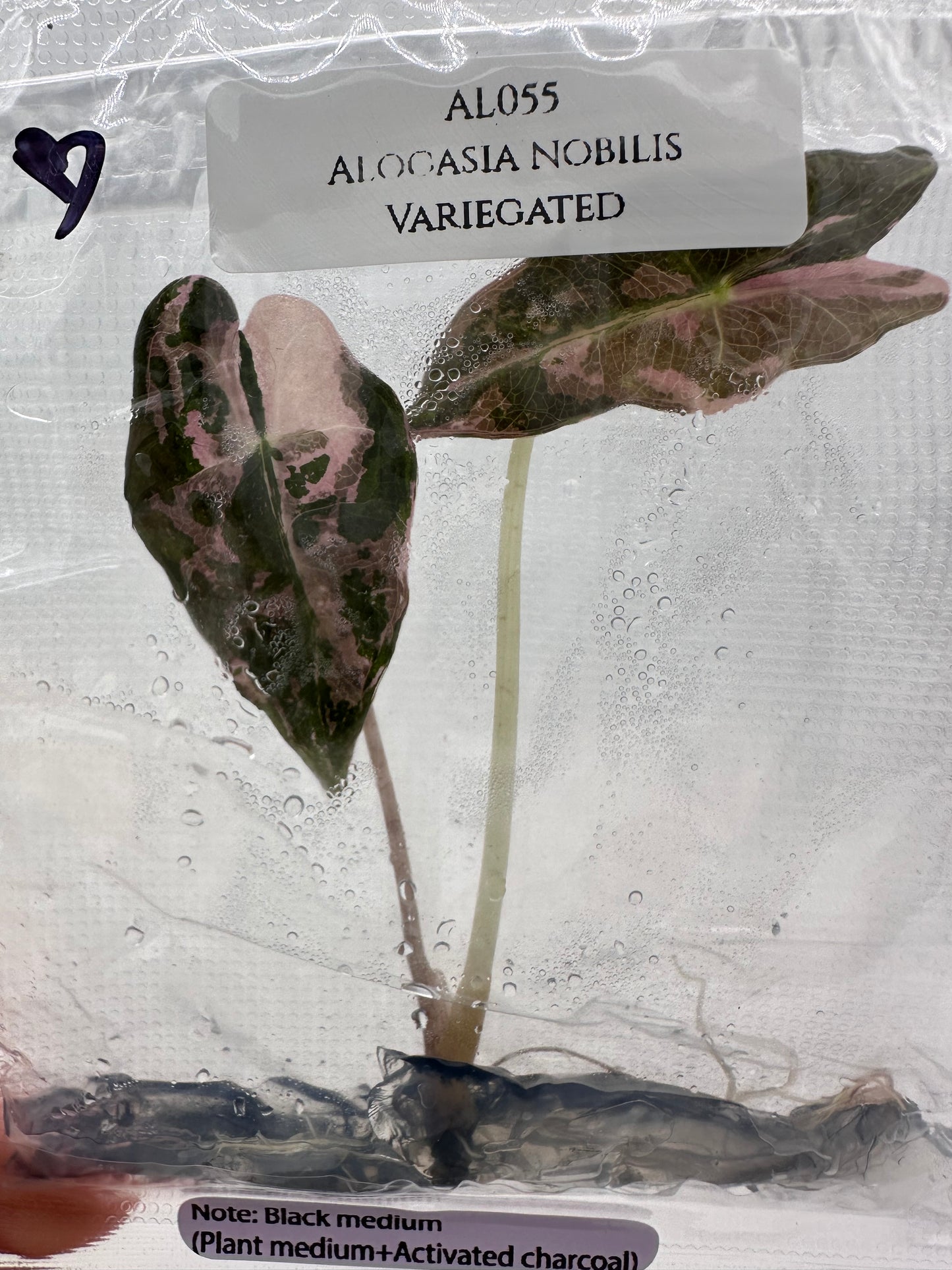 Tissue Culture - Alocasia Nobilis Pink Variegated