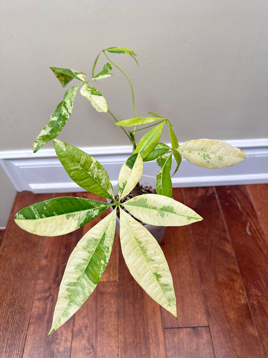 Money Tree Aurea Variegated