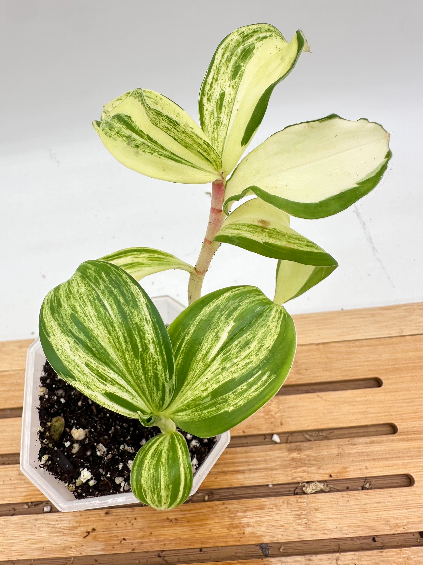 Spiral Ginger Yellow Cream Variegated
