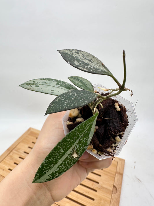 Hoya Rosita Silver