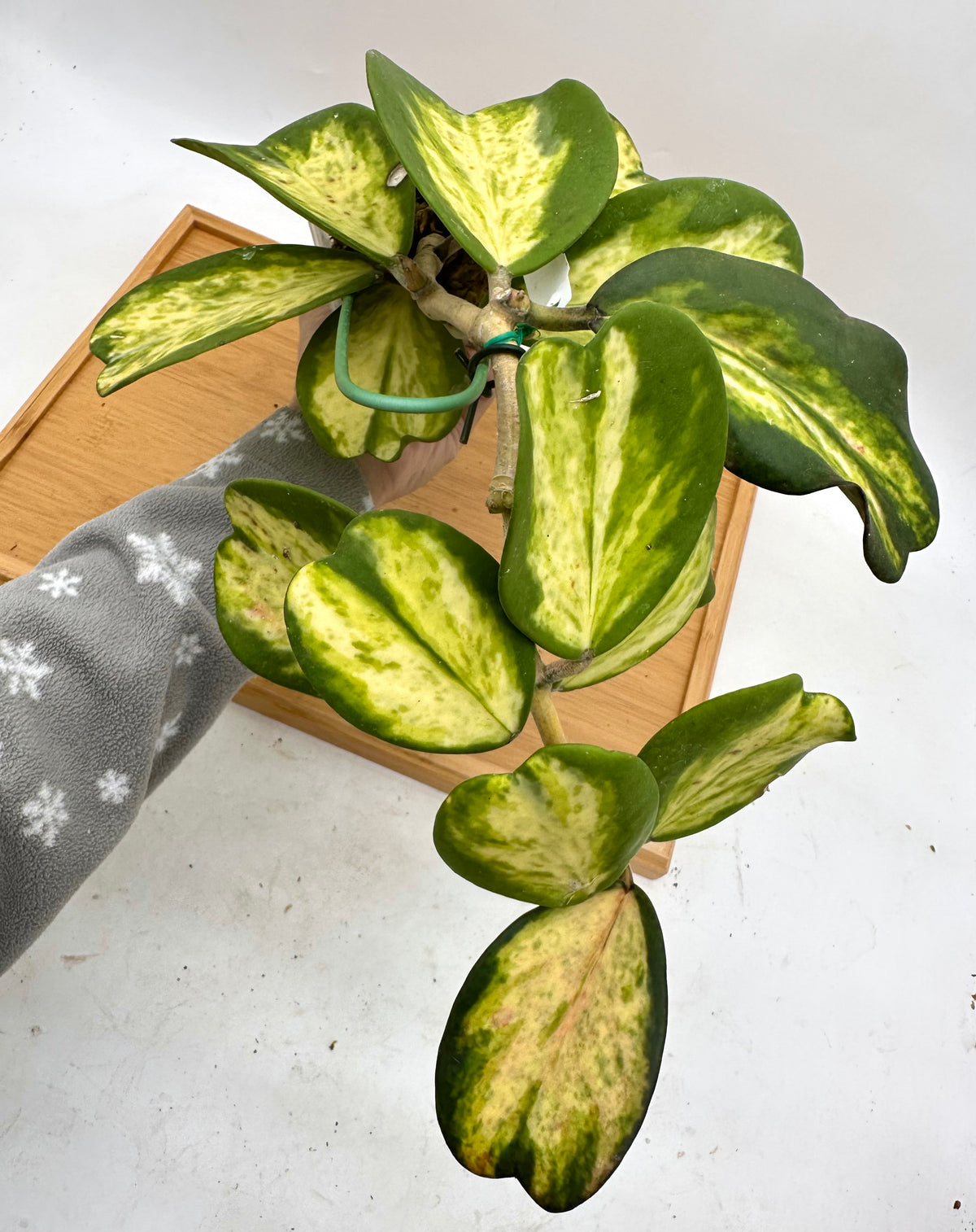 Hoya Kerri Inner Variegated - Multiple Growths