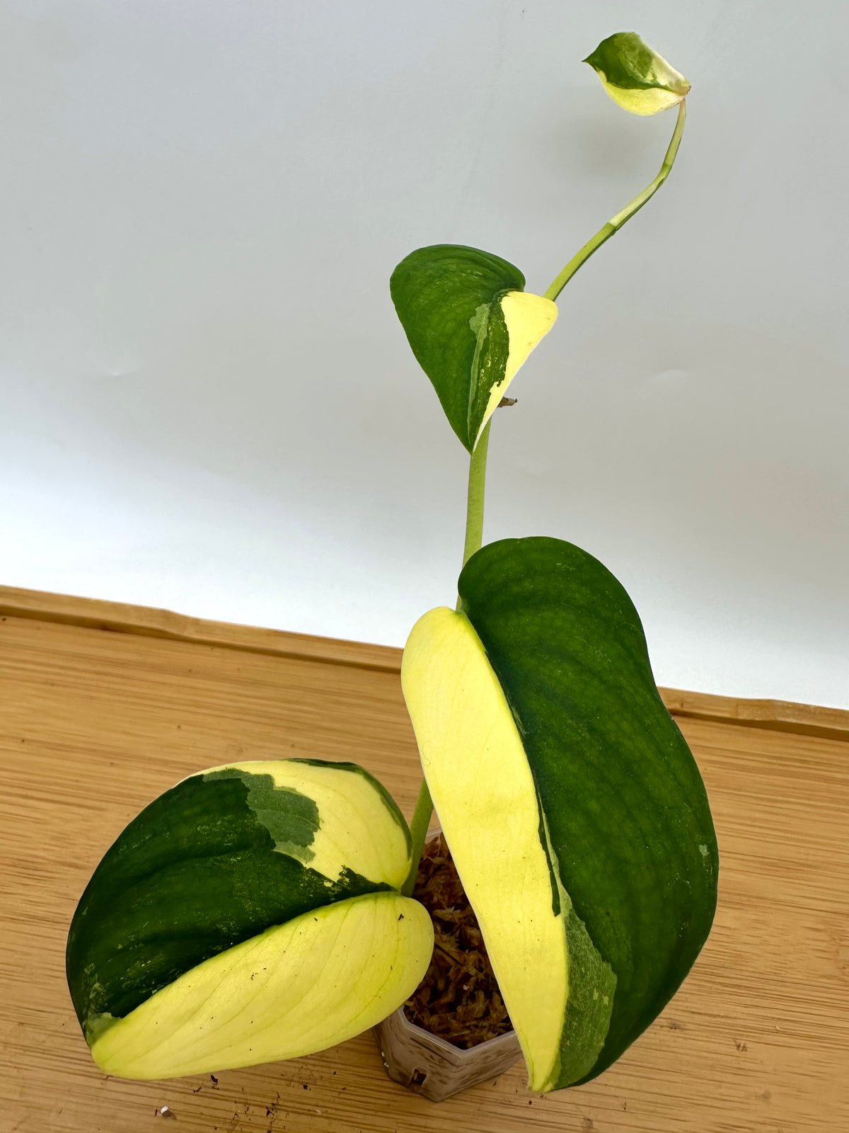 Scindapsus Jade Satin Aurea Variegated