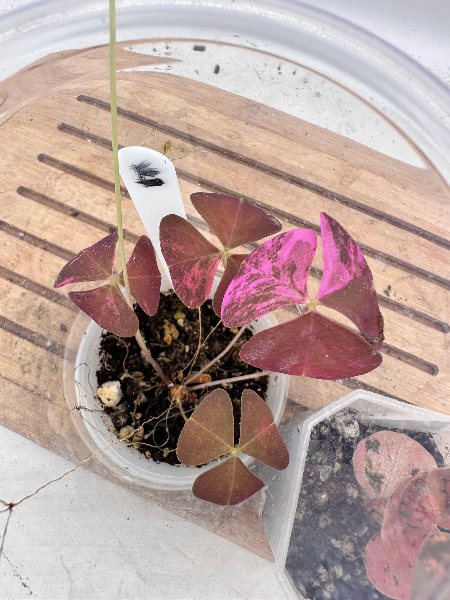Combo Sale - Oxalis Triangularis Pink Variegated & Peperomia Metallica Orange Variegated