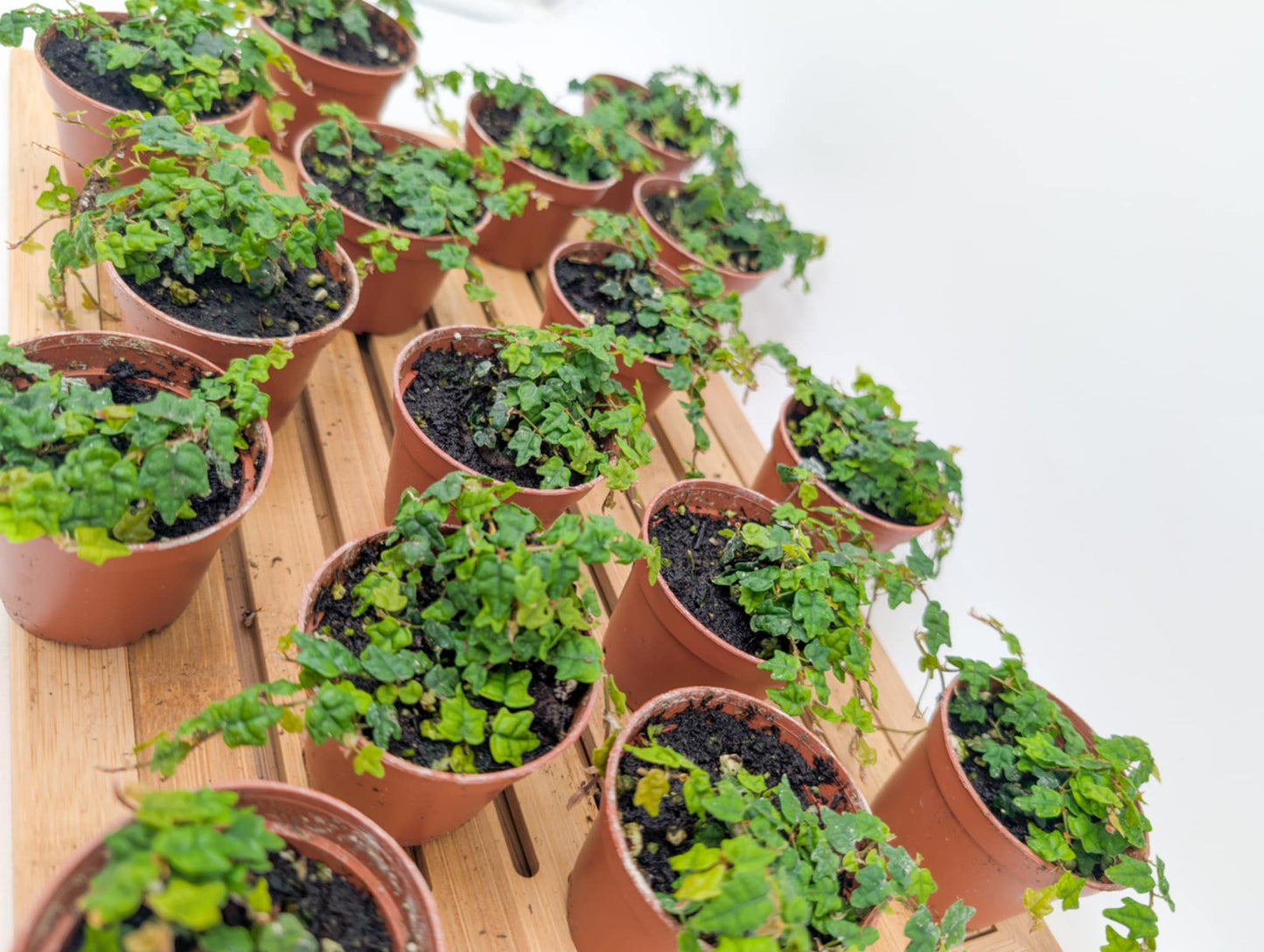 Miniature Oakleaf Ficus - String of Frogs