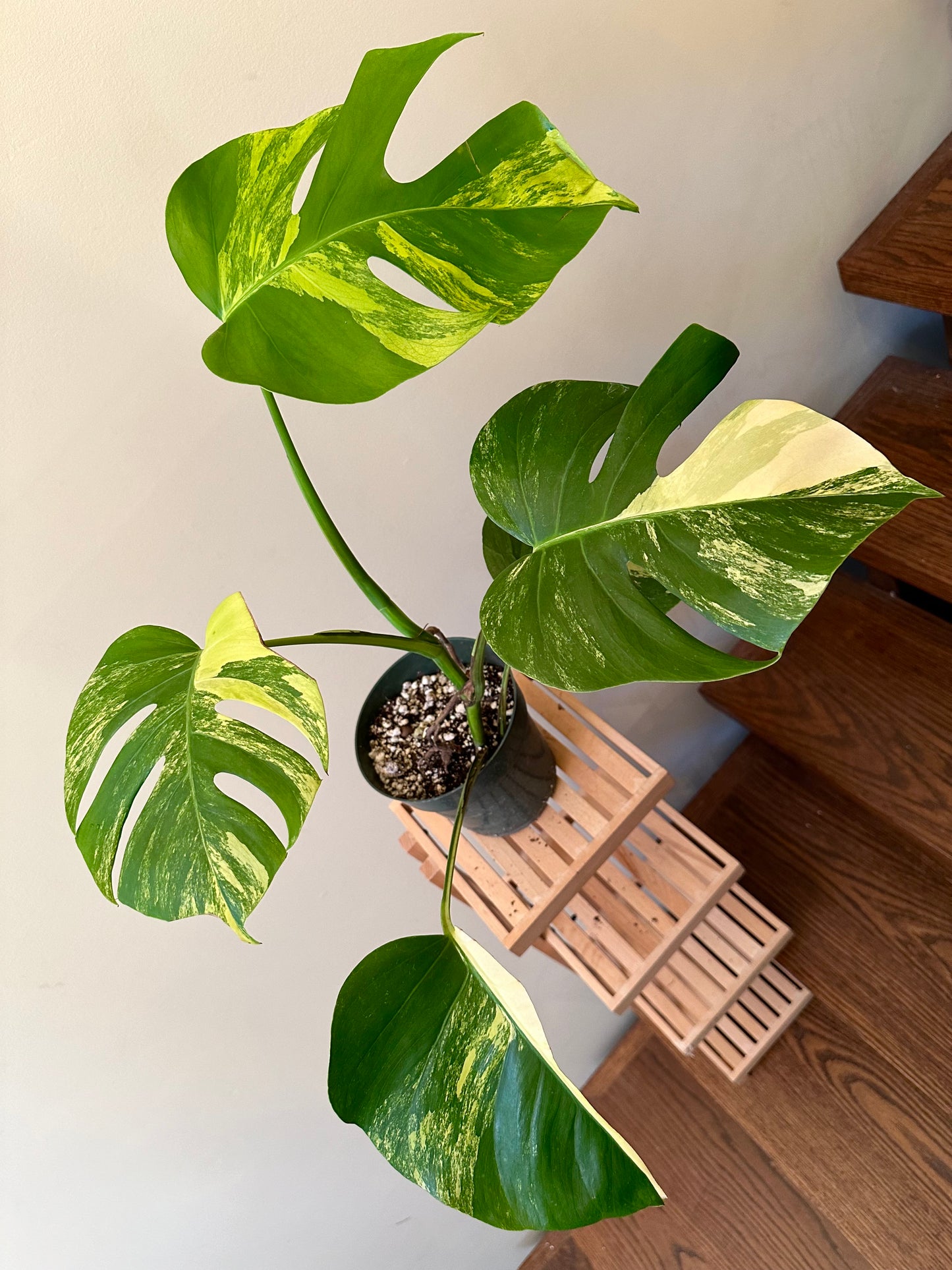 Monstera Aurea