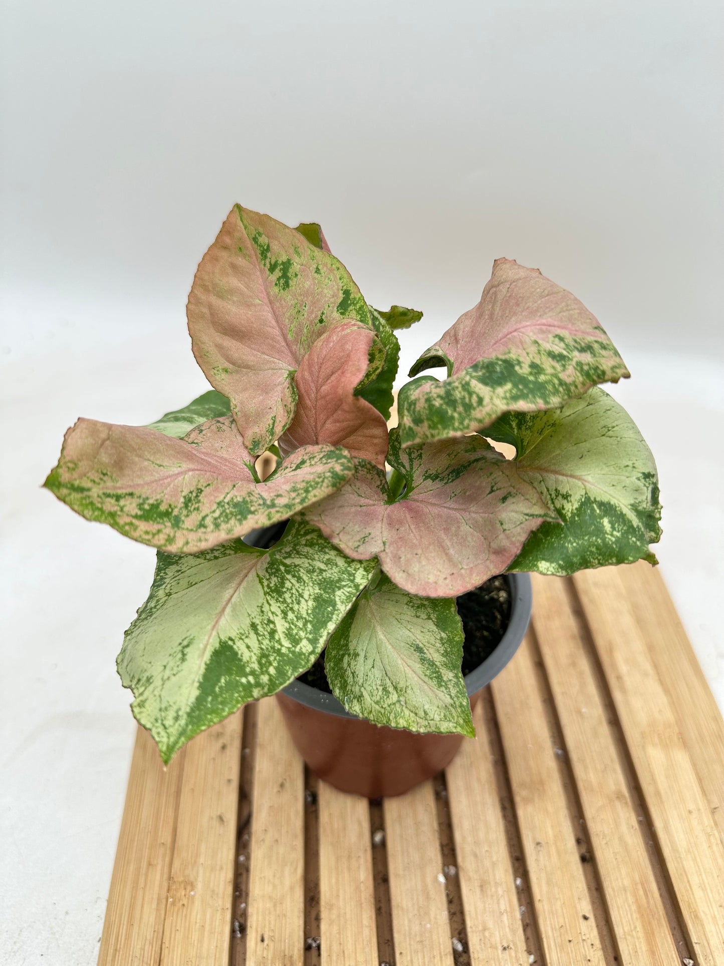 Syngonium Strawberry