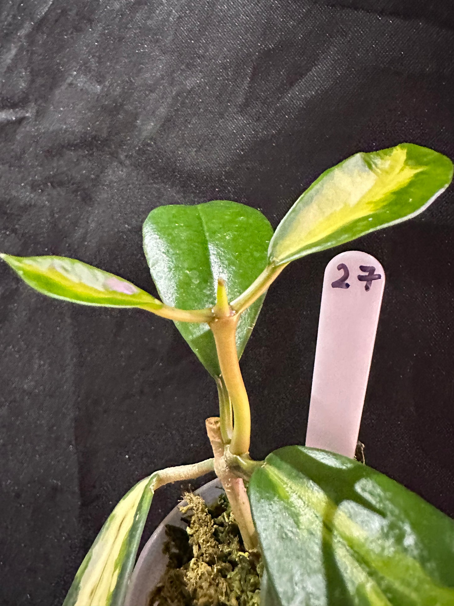 Hoya Diversifolia Maharini